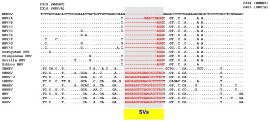 Viruses Free Full Text Novel Genetic Rearrangements In Hepatitis B Virus Complex Structural Variations And Structural Variation Polymorphisms Html