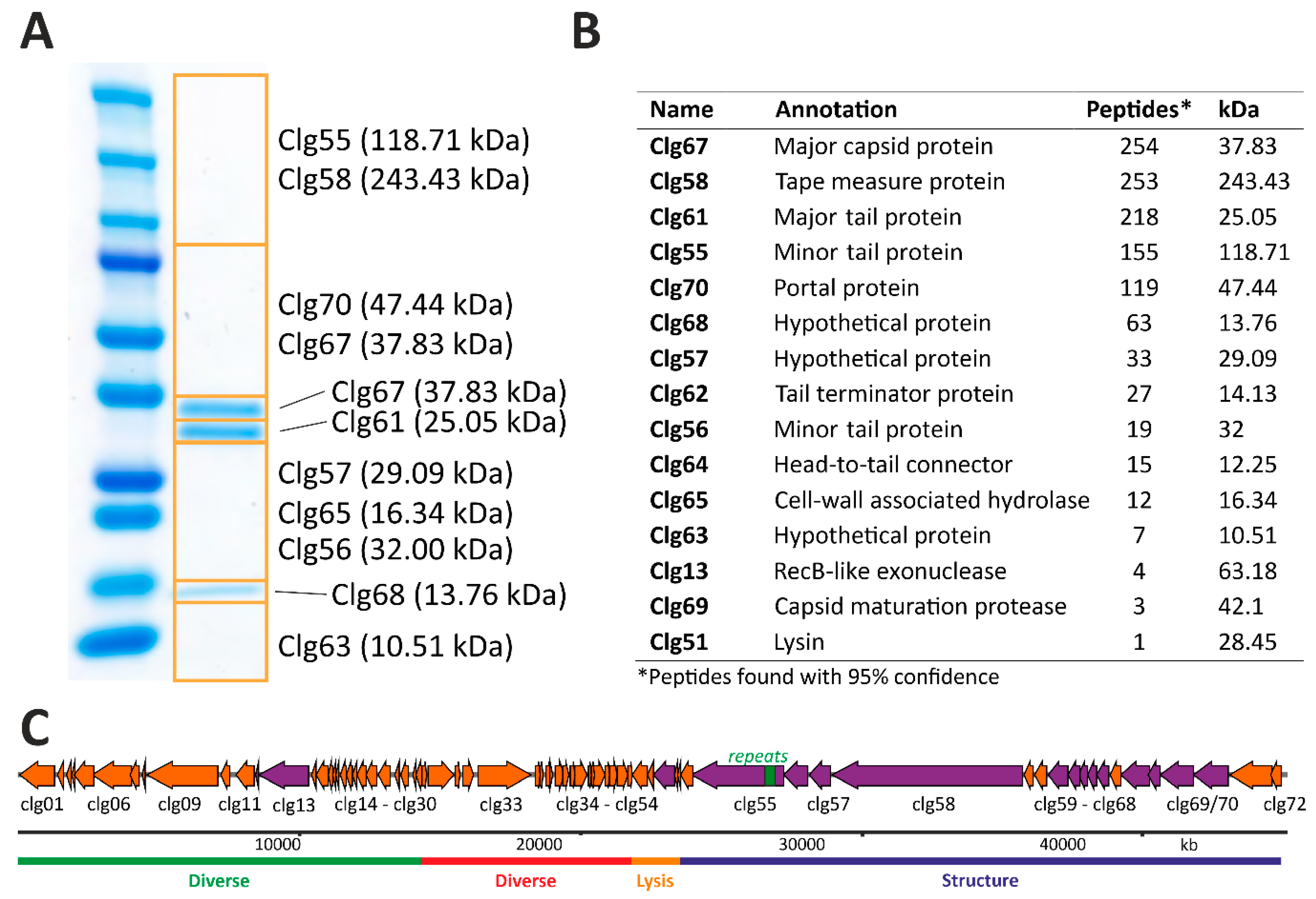 Viruses 13 00495 g005