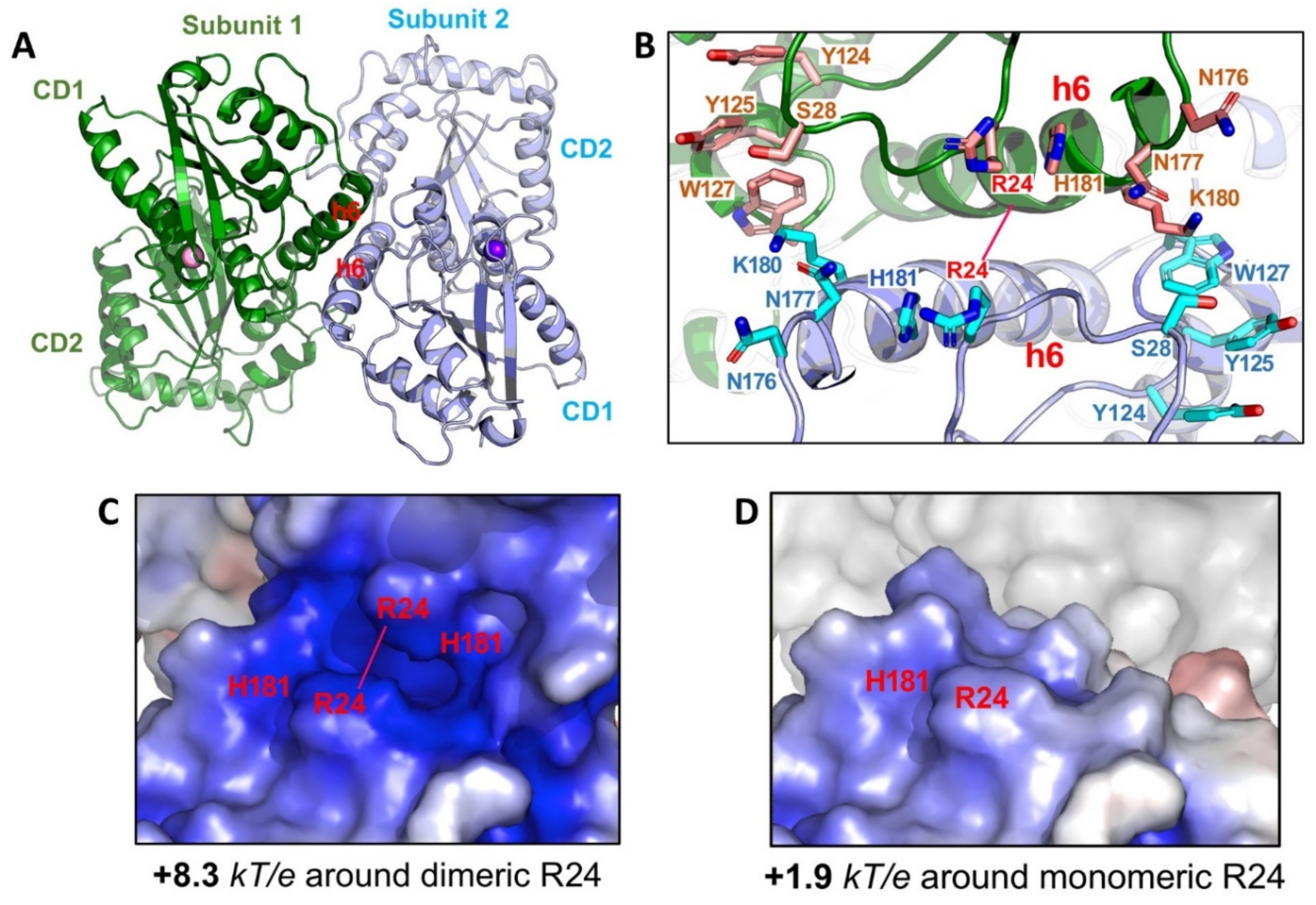 Viruses Free Full Text Insights Into The Structures And Multimeric Status Of Apobec Proteins Involved In Viral Restriction And Other Cellular Functions Html