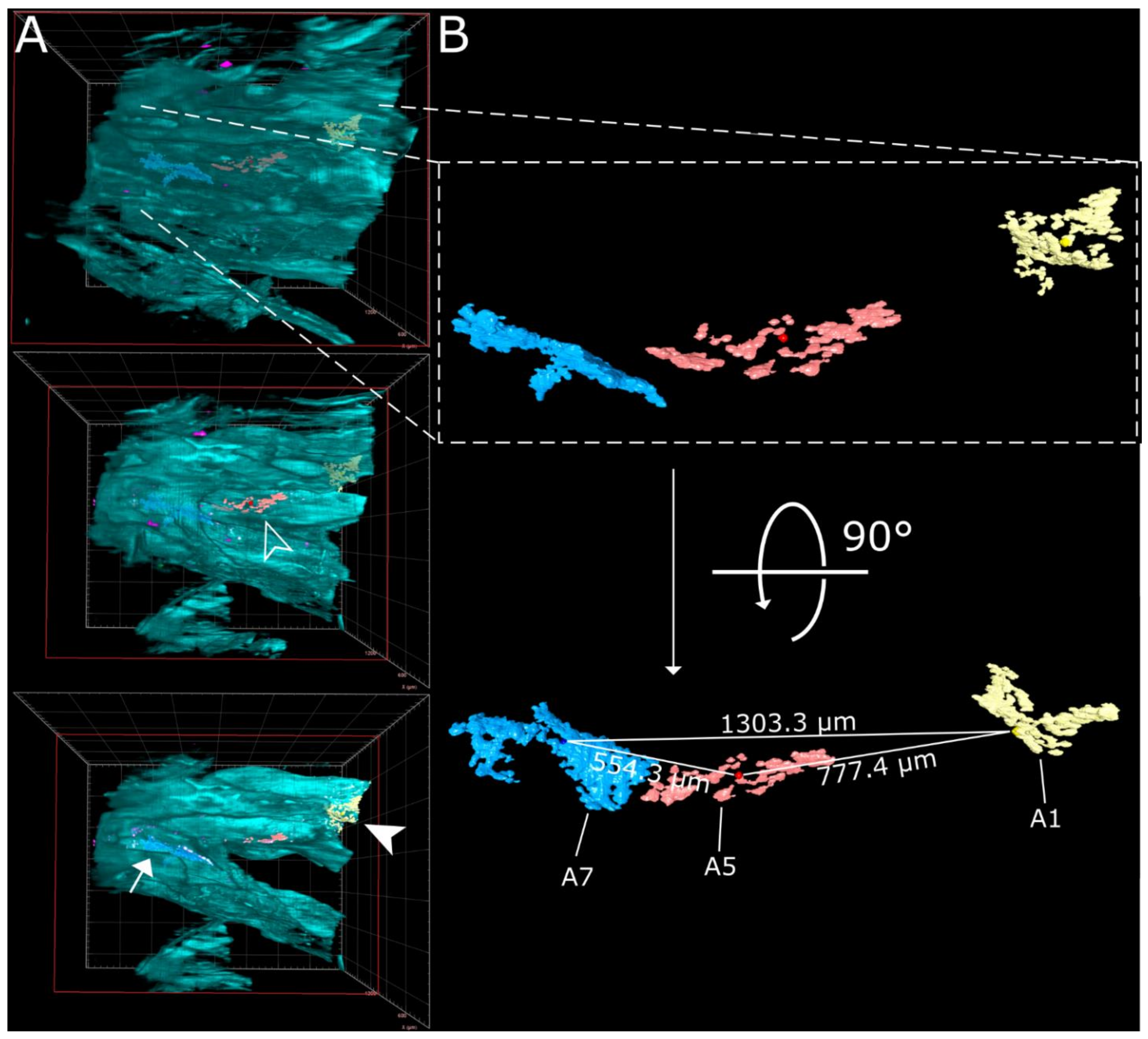 Viruses 13 00529 g004