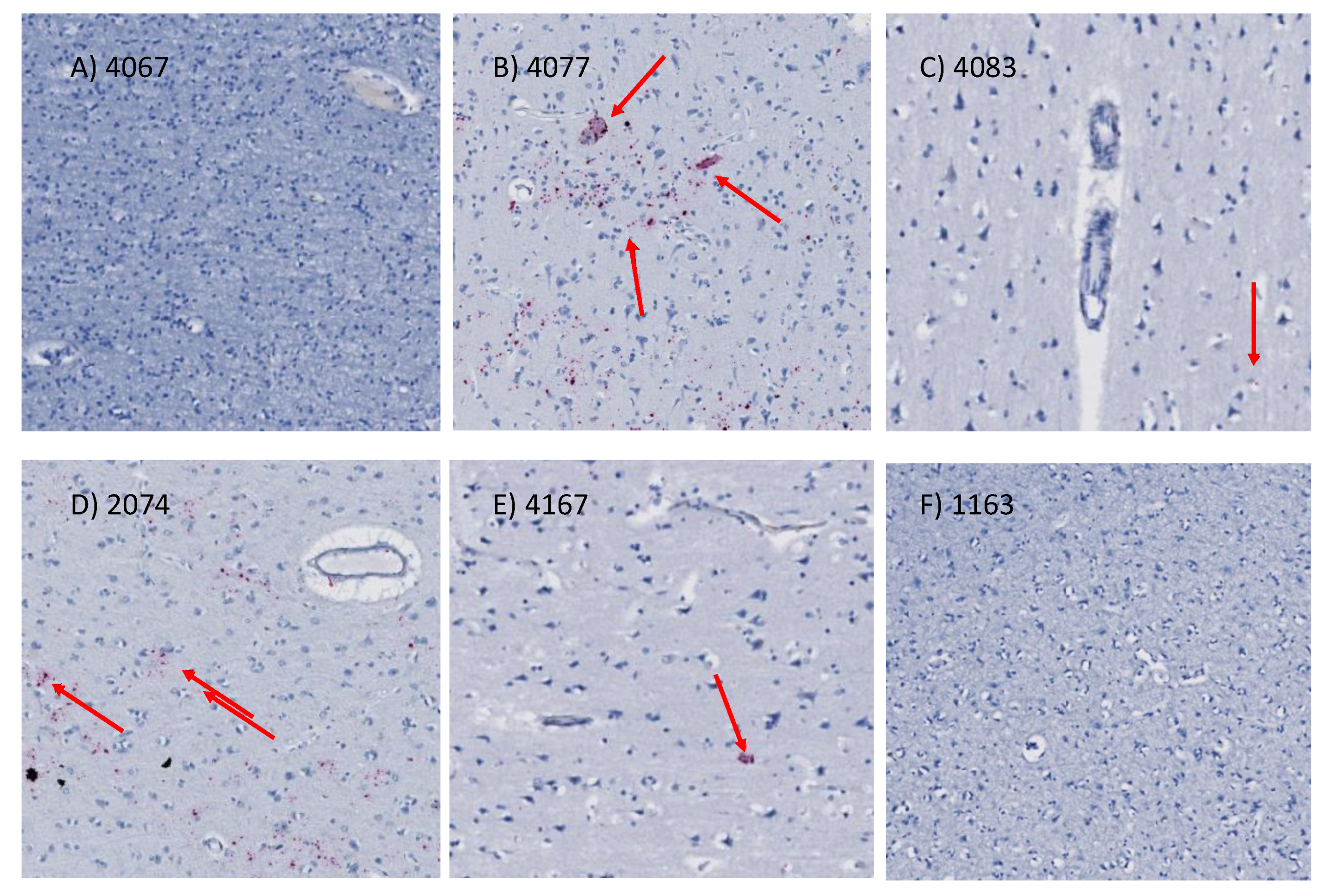 Viruses 13 00544 g003