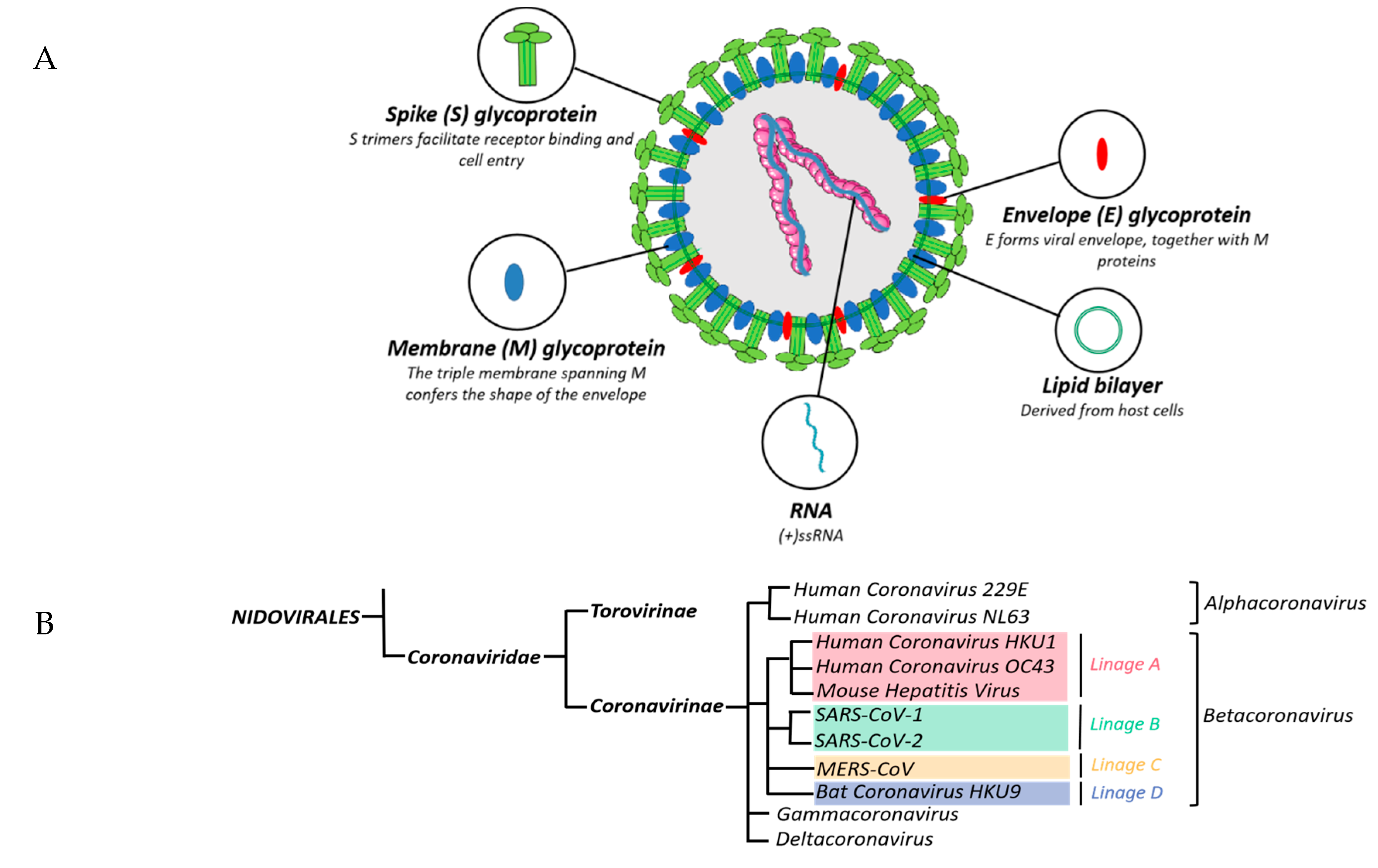 Viruses | Free Full-Text | An Overview of Current Knowledge of Deadly ...