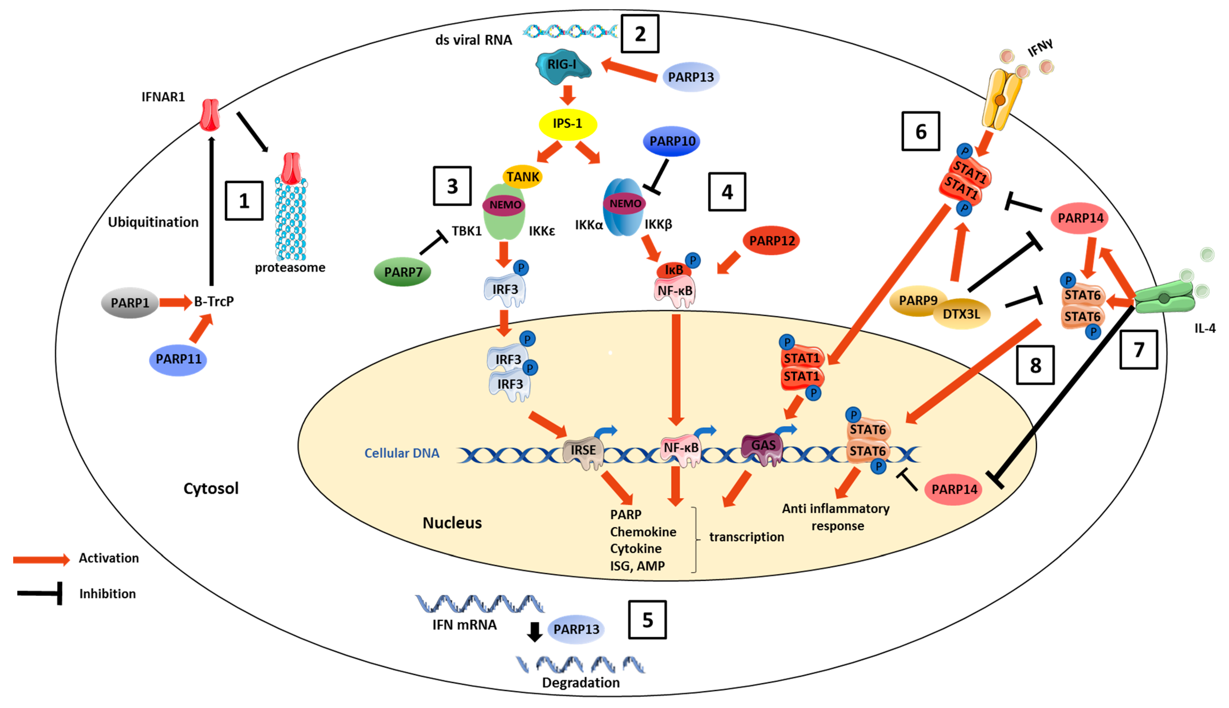 Viruses | Free Full-Text | The Antiviral Activities of Poly-ADP-Ribose ...