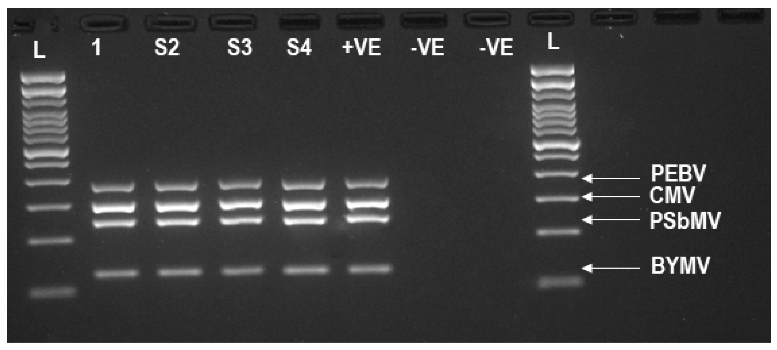 Viruses 13 00583 g001