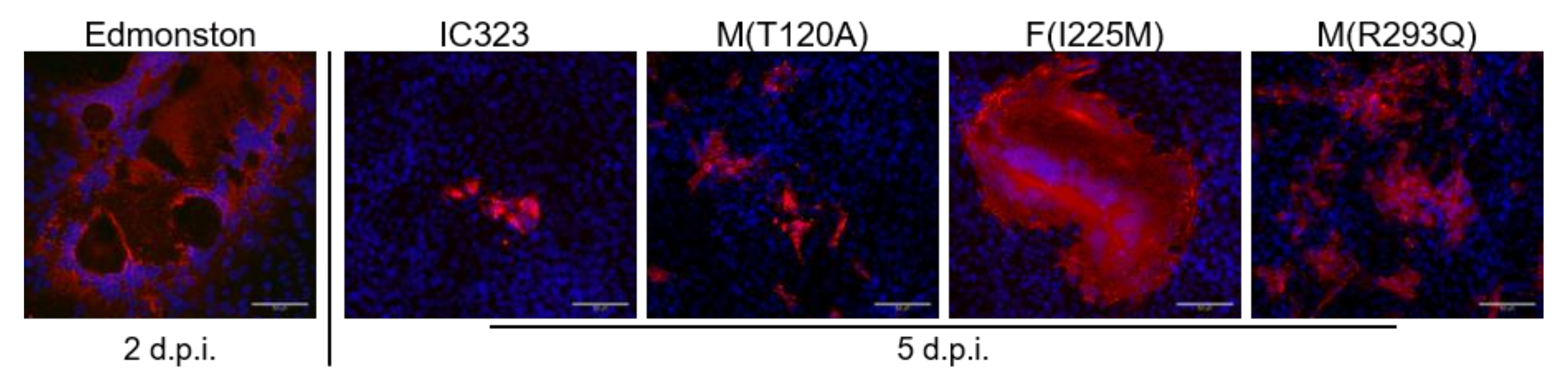 Viruses 13 00605 g002 Viruses 13 00605 g002