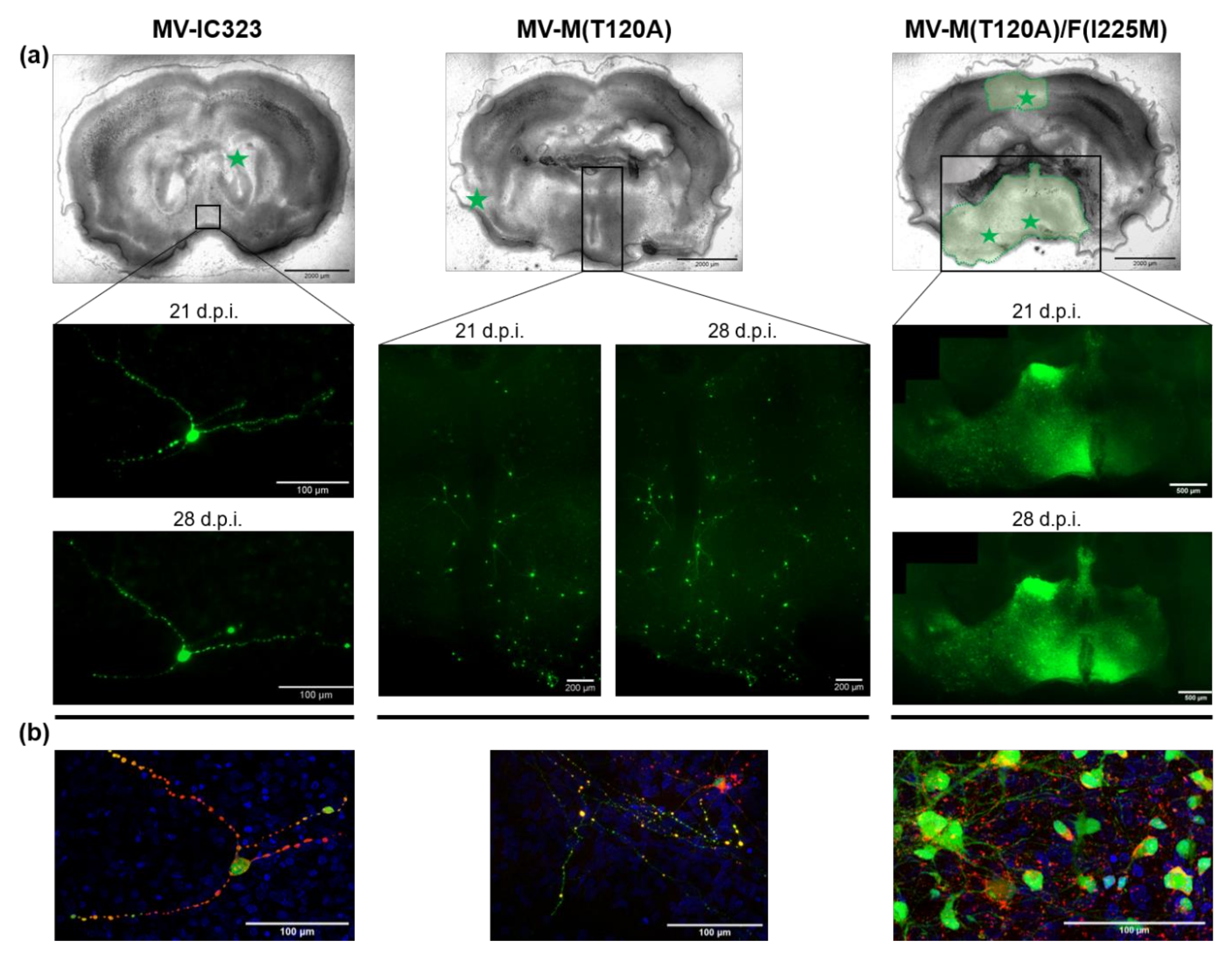 Viruses 13 00605 g003 Viruses 13 00605 g003