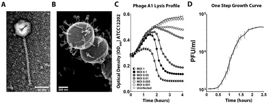 Viruses Free Full Text Survival Strategies Of Streptococcus Pyogenes In Response To Phage Infection Html