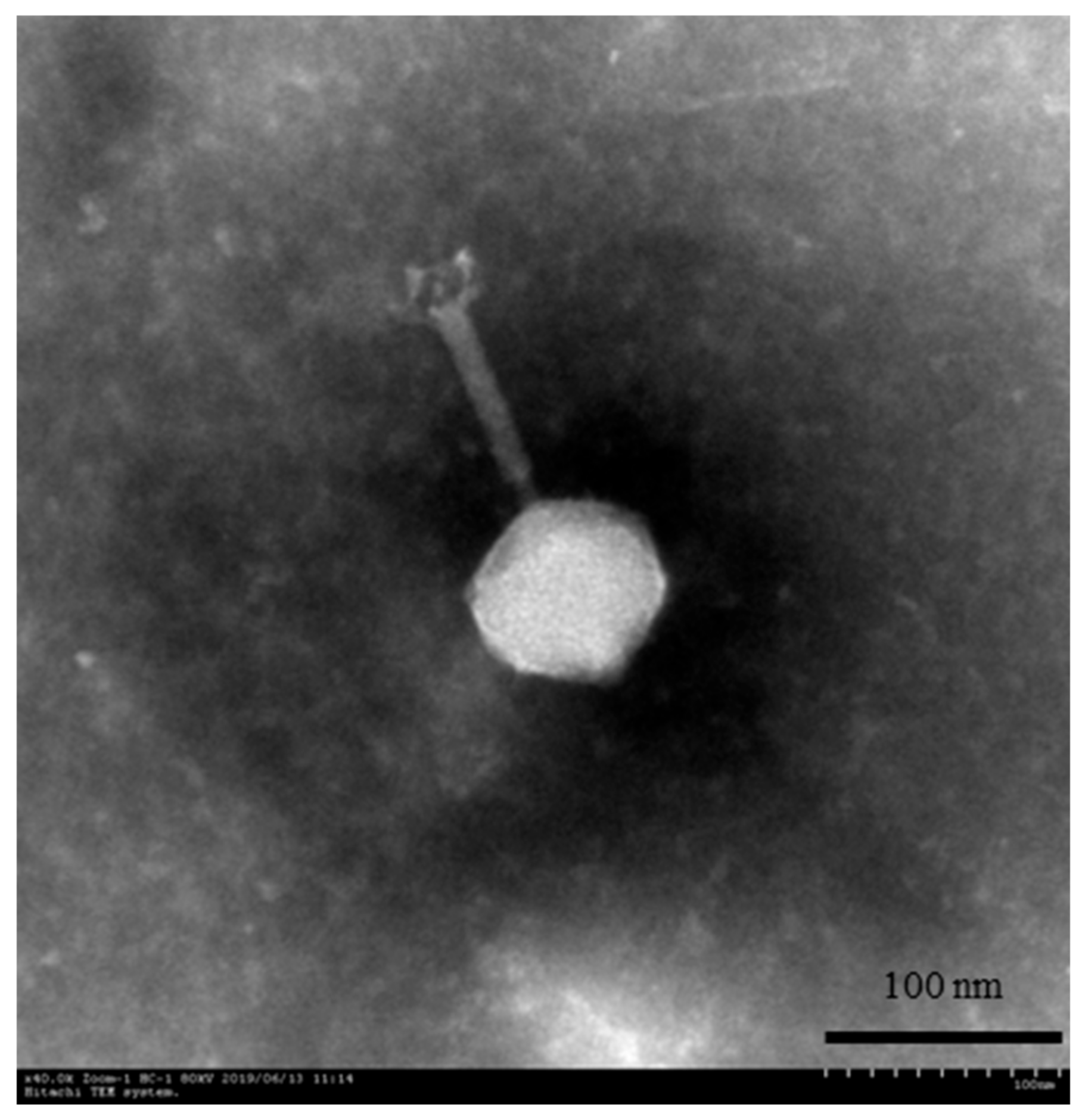 Viruses 13 00631 g001 Viruses 13 00631 g001