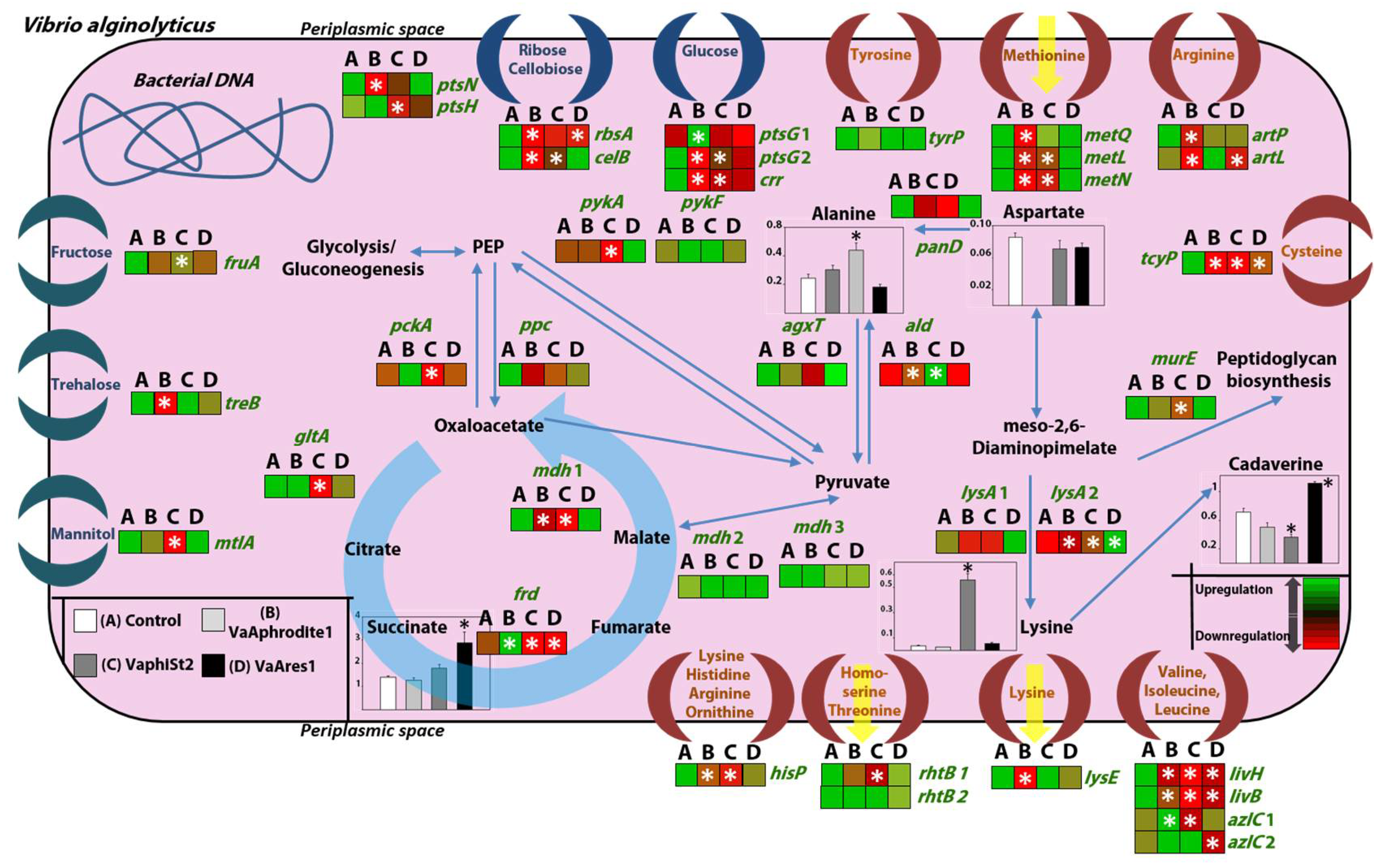 Viruses 13 00656 g006