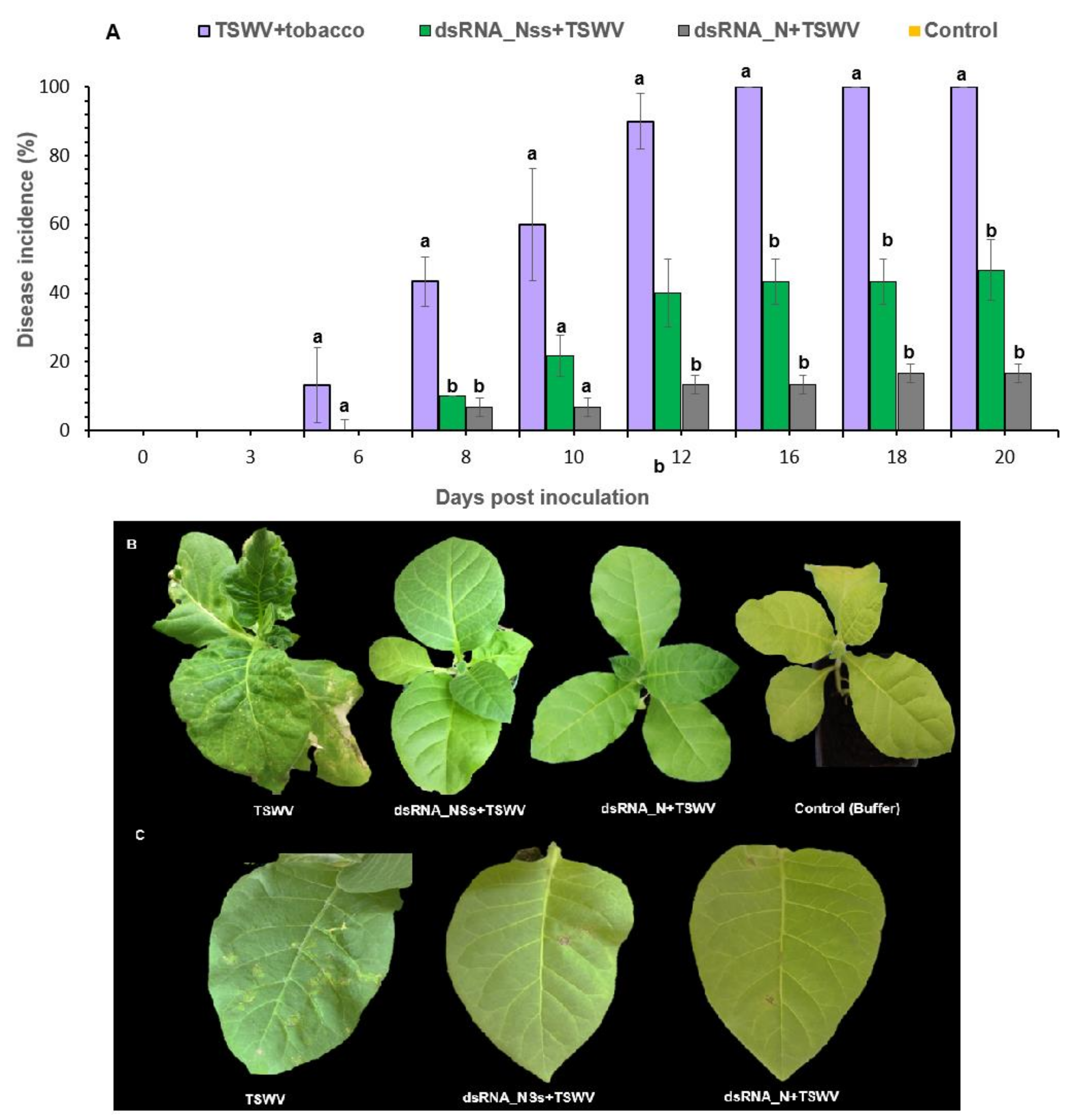 Viruses Free Full Text Induction Of Plant Resistance In Tobacco Nicotiana Tabacum Against Tomato Spotted Wilt Orthotospovirus Through Foliar Application Of Dsrna Html