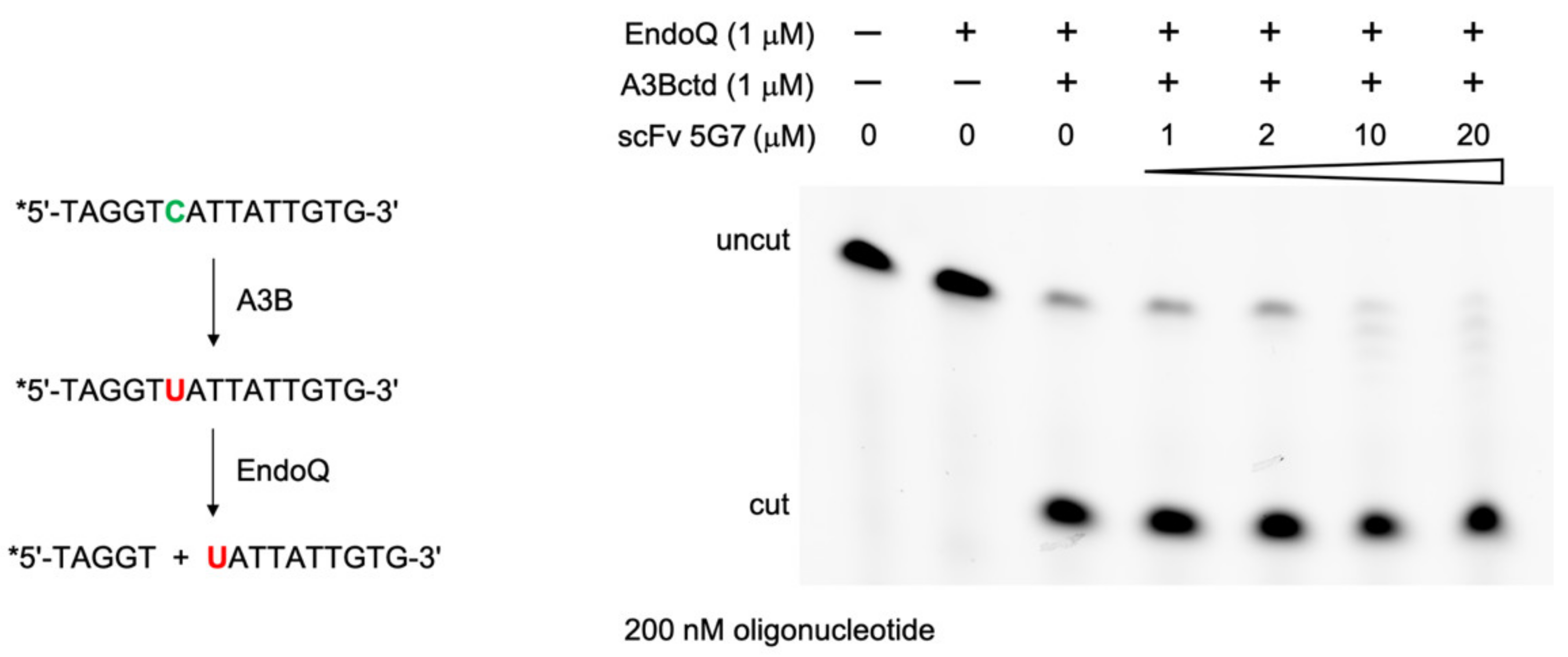 Viruses 13 00663 g002