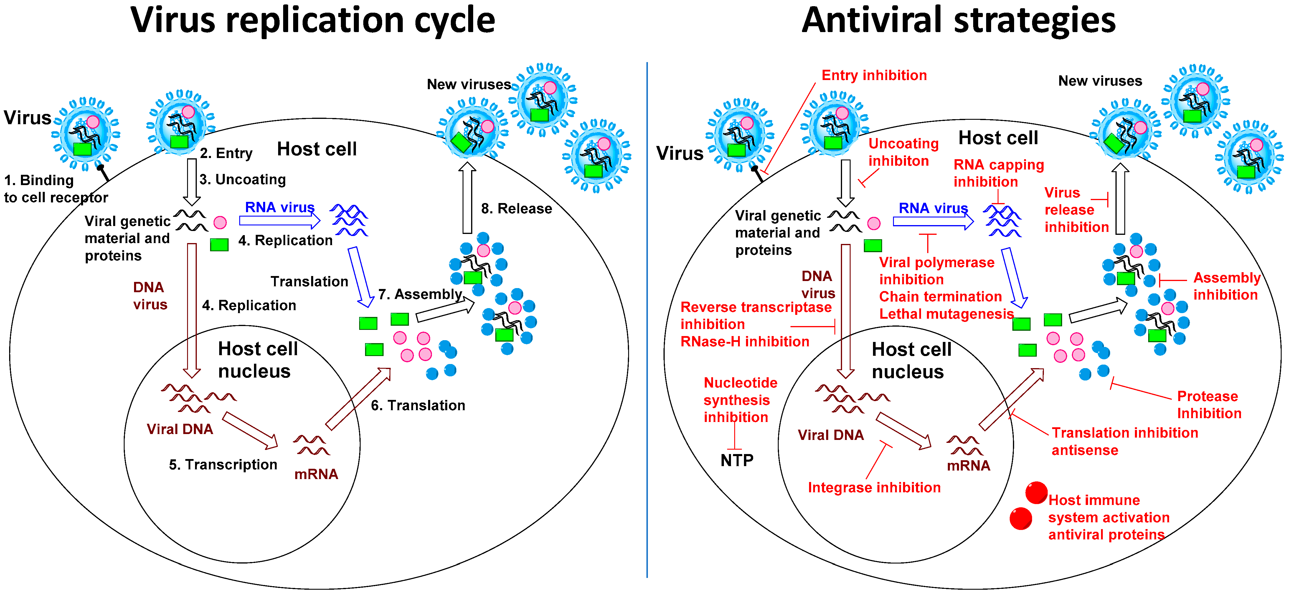 Viruses | Free Full-Text | Broad-Spectrum Antiviral Strategies and  Nucleoside Analogues | HTML