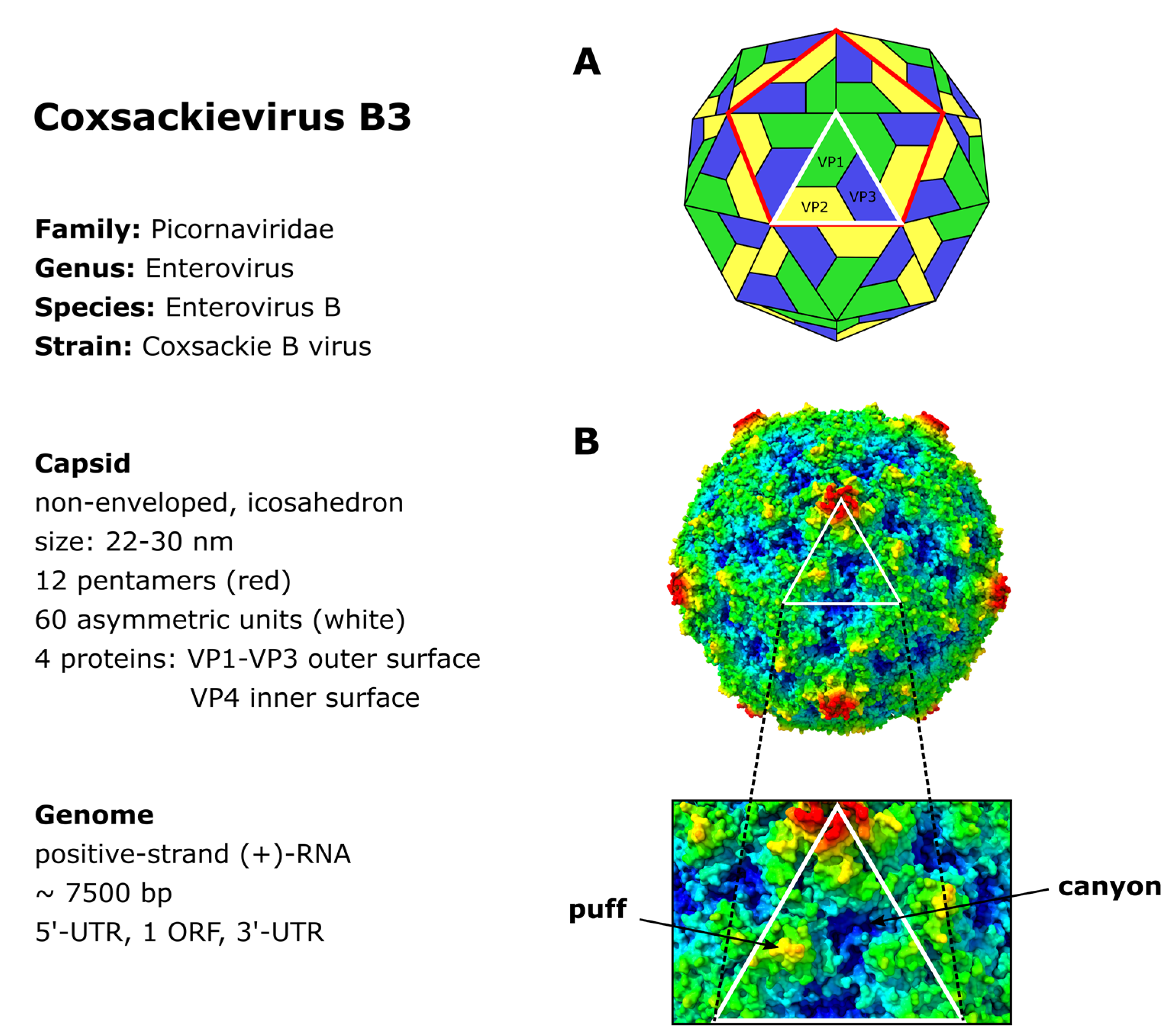 Viruses 13 00718 g001 Viruses 13 00718 g001