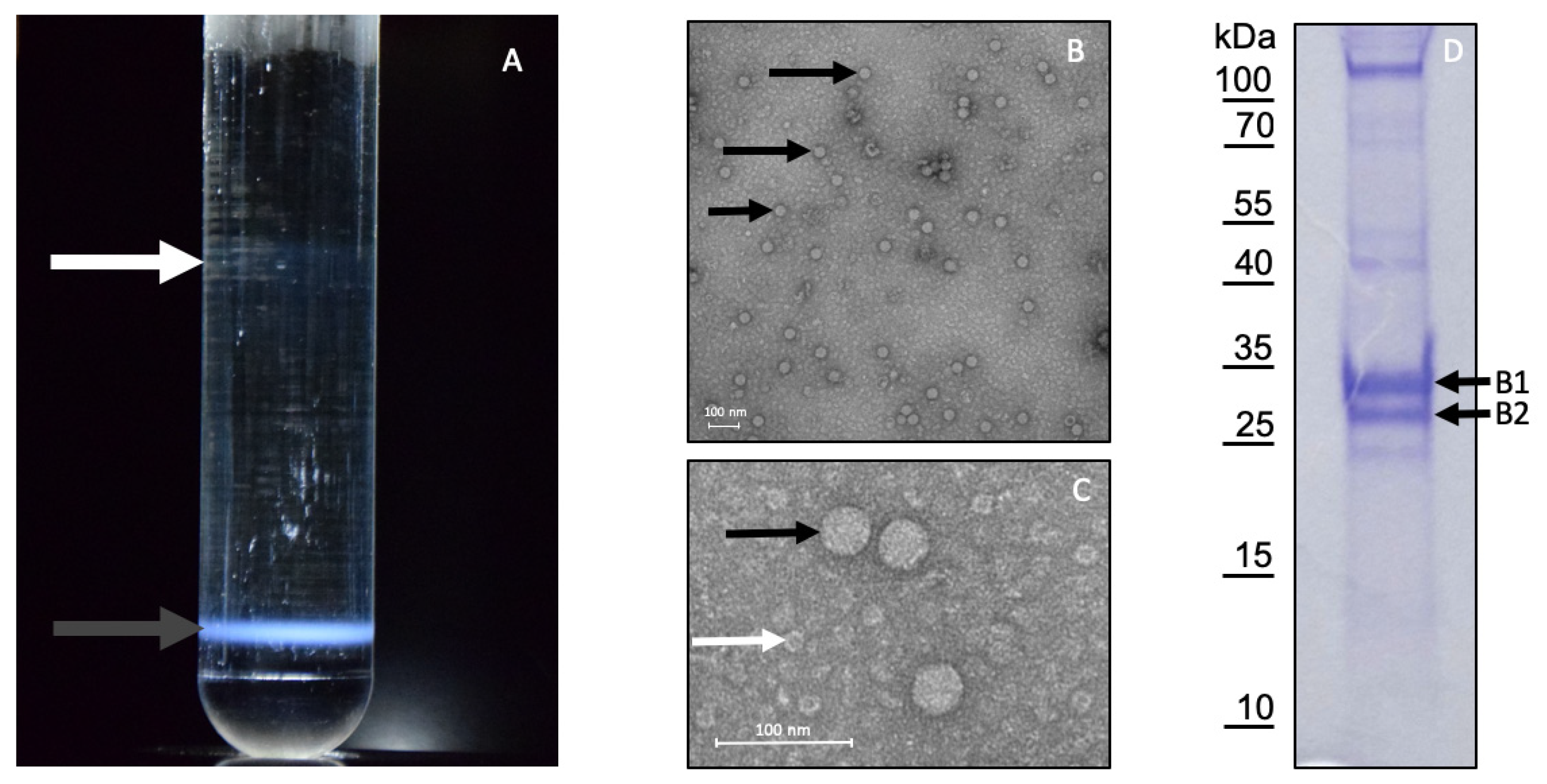 Viruses 13 00740 g005