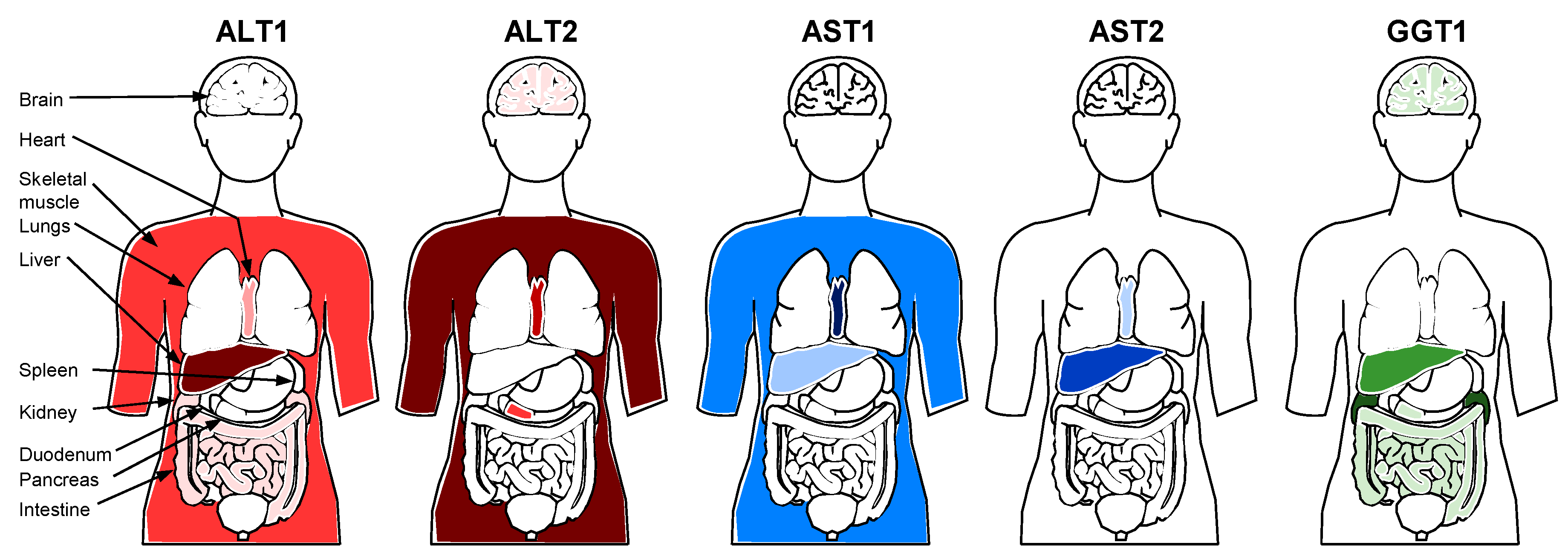 Viruses 13 00745 g002 Viruses 13 00745 g002