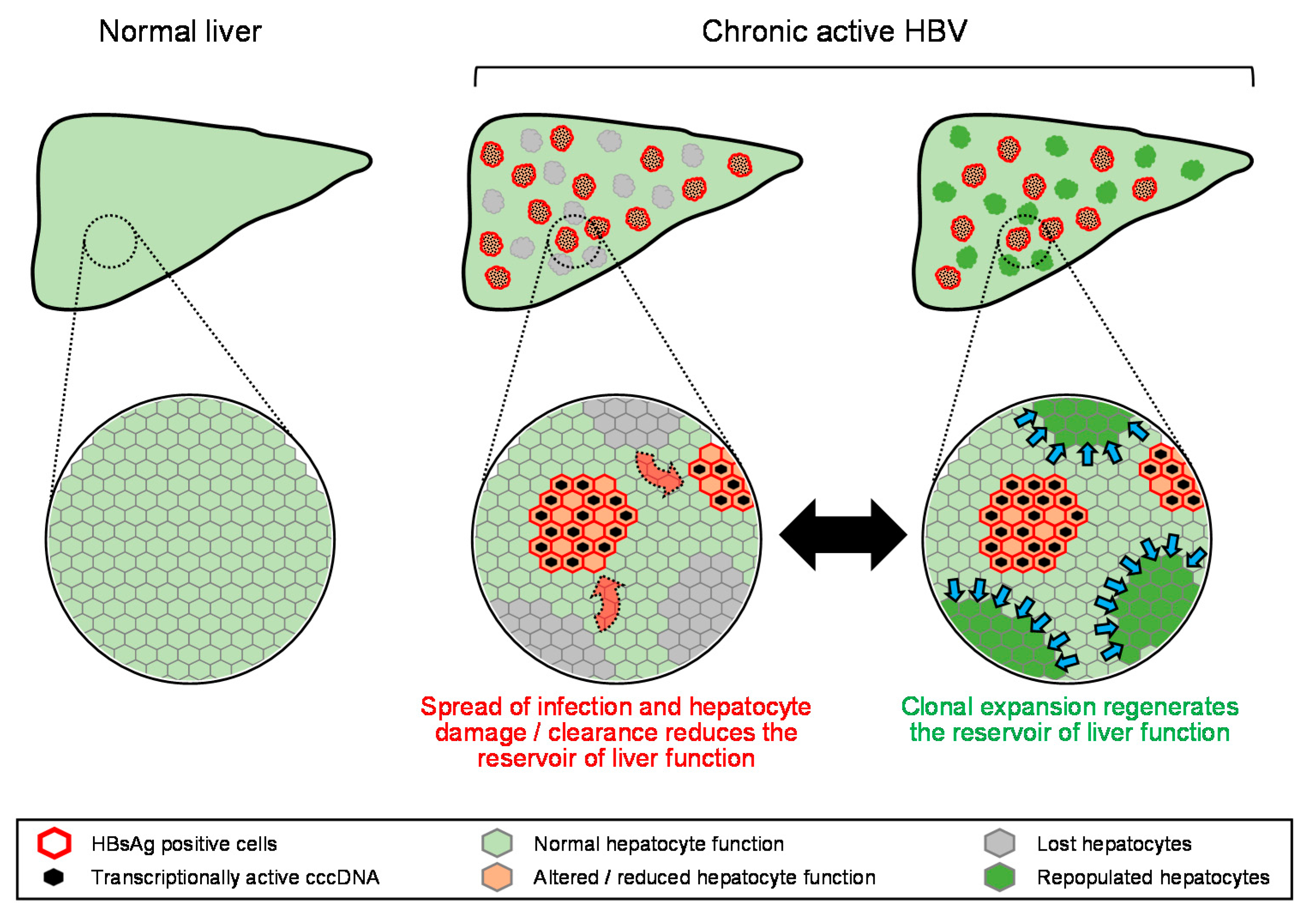 Viruses 13 00745 g003 Viruses 13 00745 g003