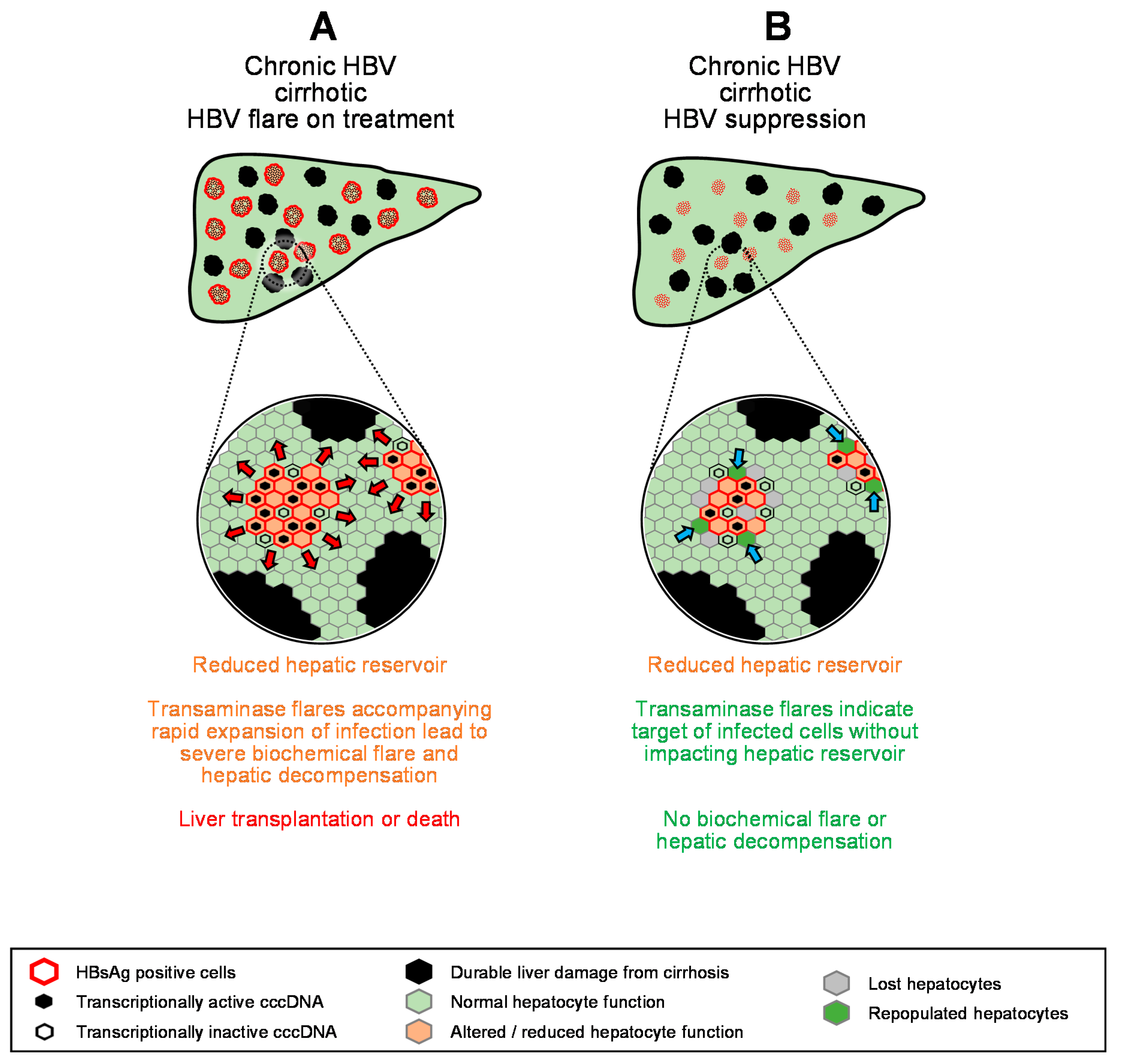 Viruses 13 00745 g005 Viruses 13 00745 g005