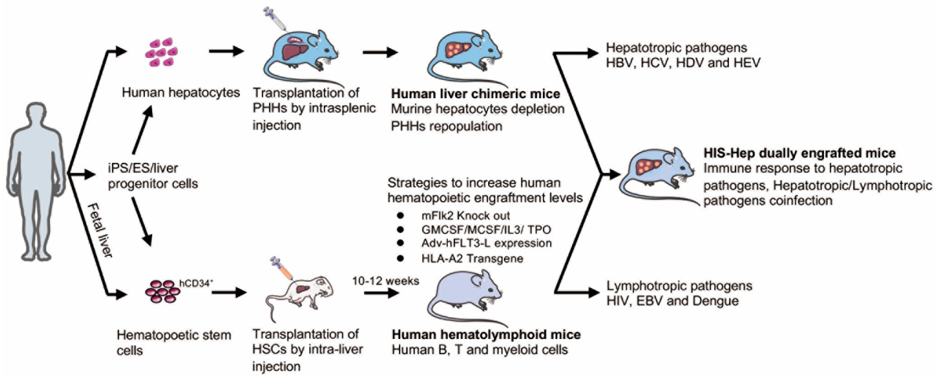 can dogs get hepatitis b from humans