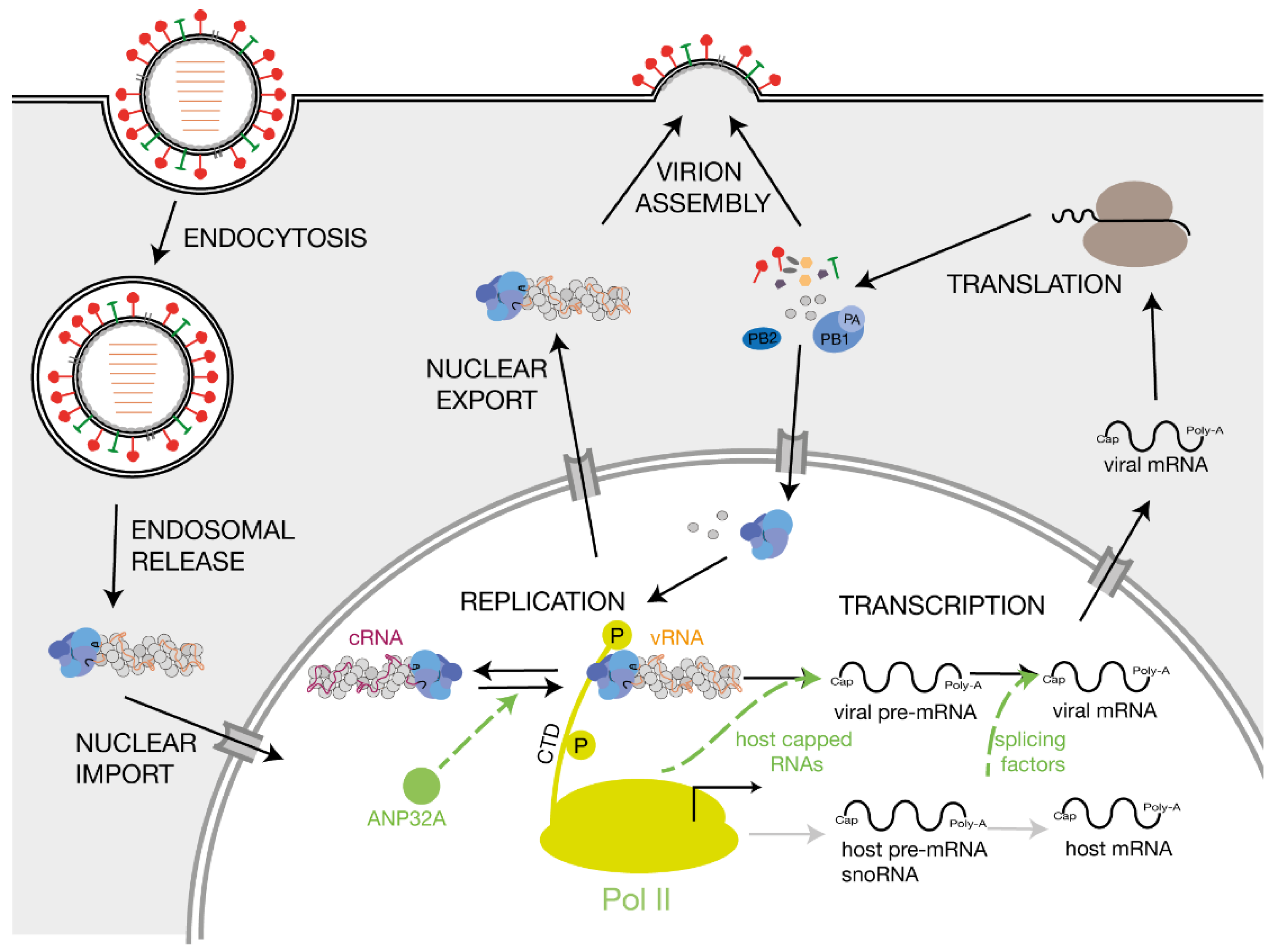 influenza replication step by step