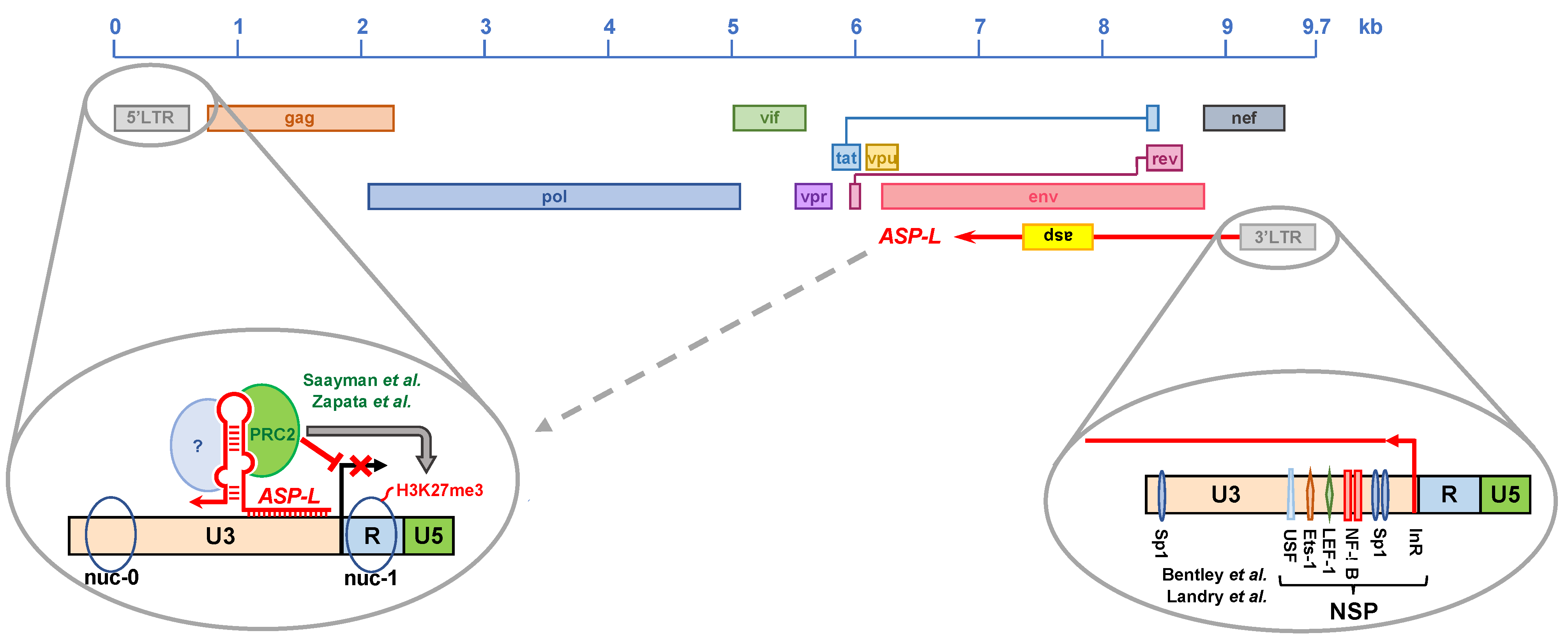 Viruses 13 00795 g003