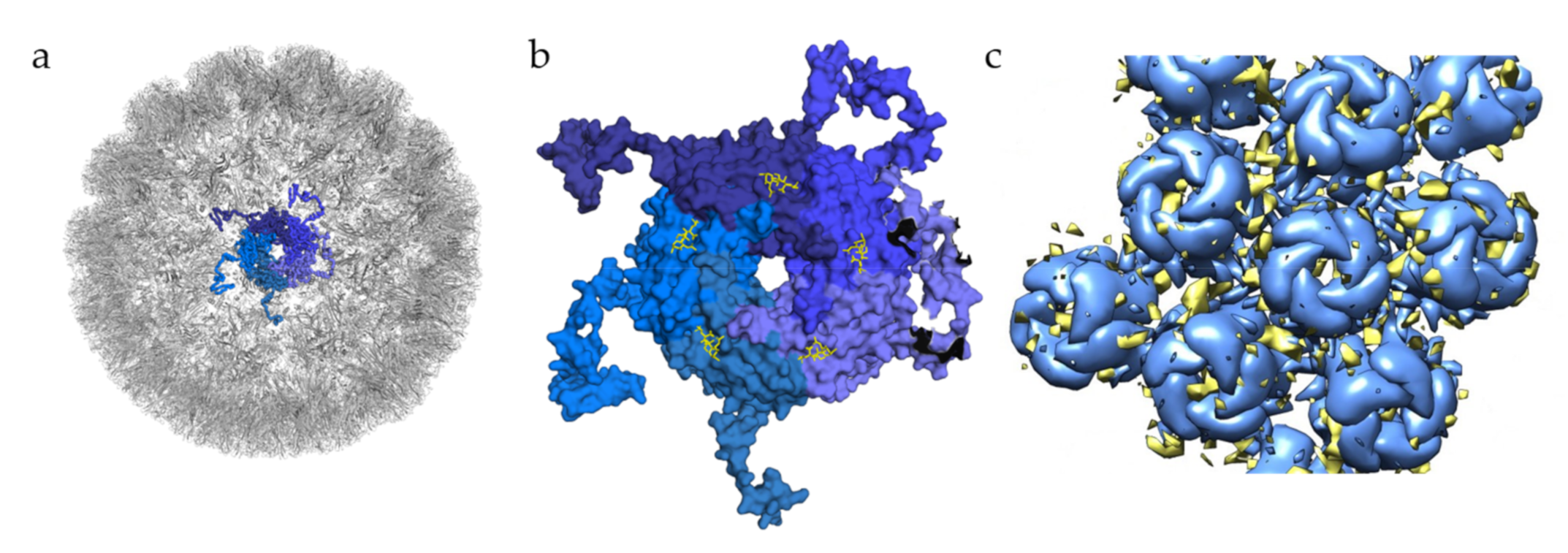 Viruses | Free Full-Text | Structural Insight into Non-Enveloped Virus  Binding to Glycosaminoglycan Receptors: A Review