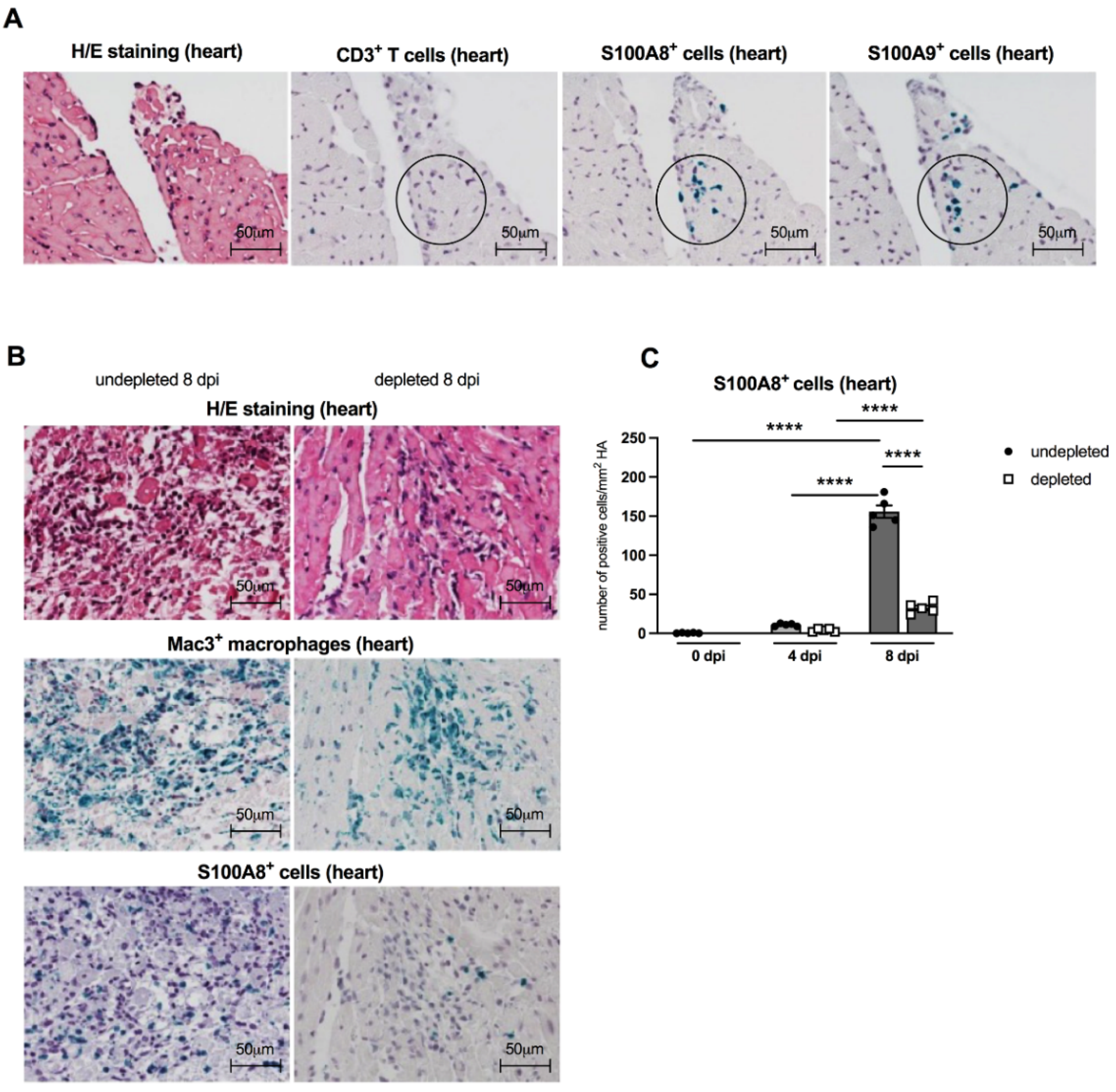 Viruses 13 00889 g005