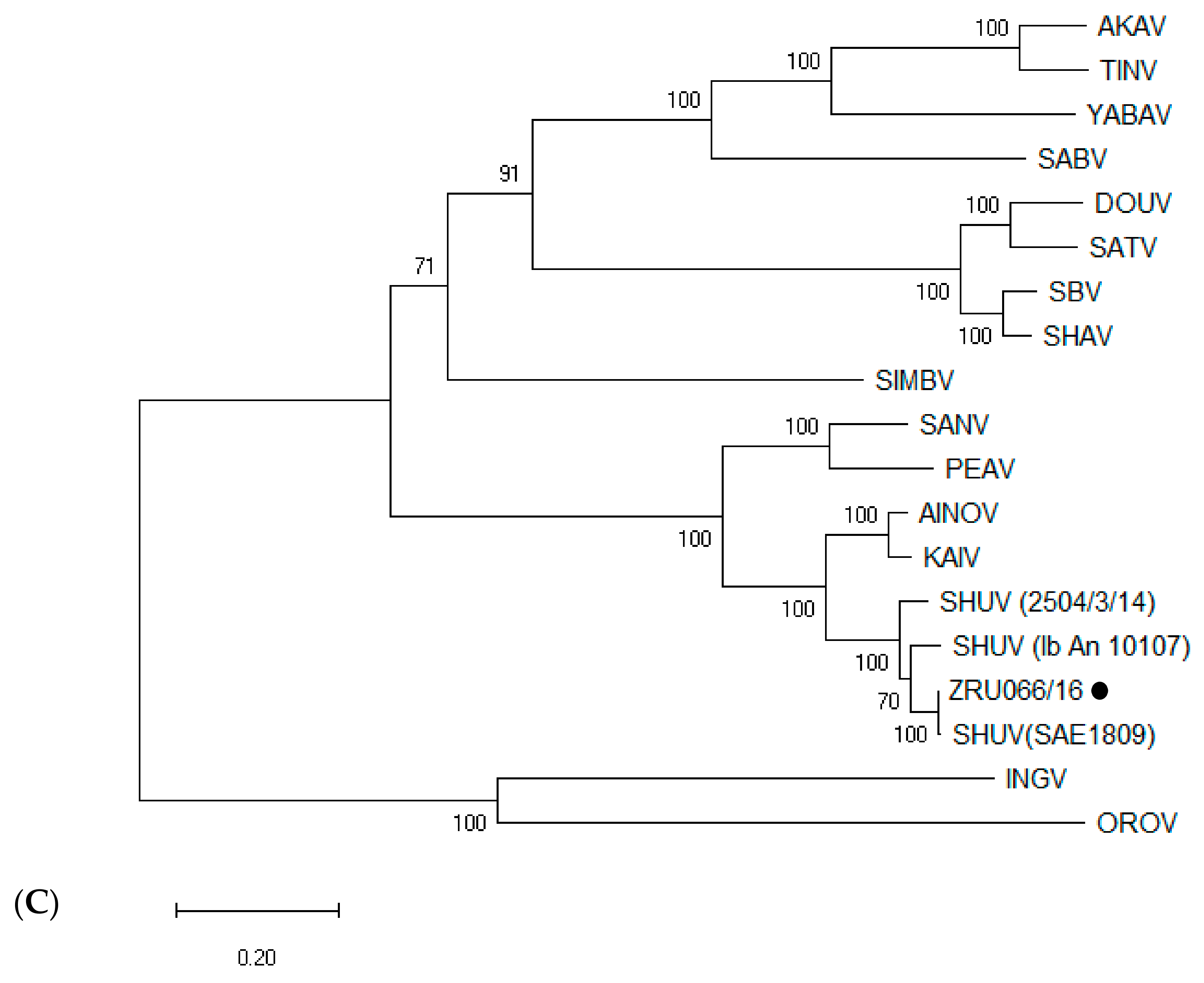 Viruses 13 00937 g004b