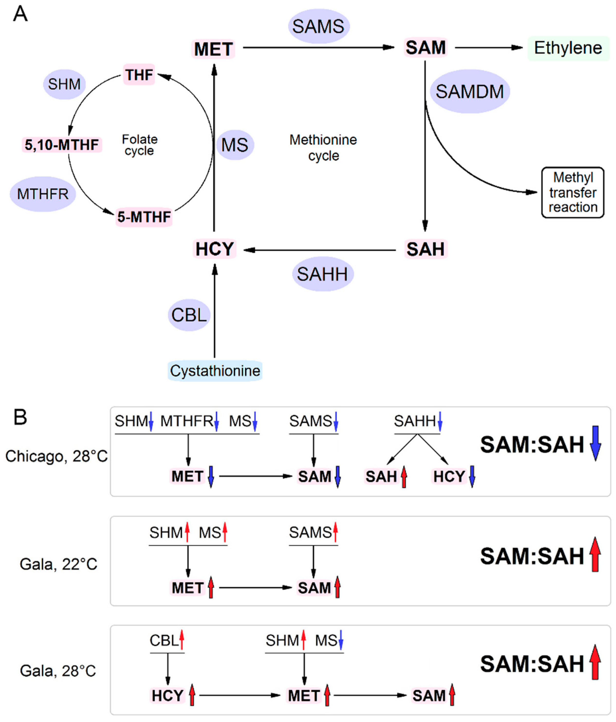 Viruses 13 00955 g001