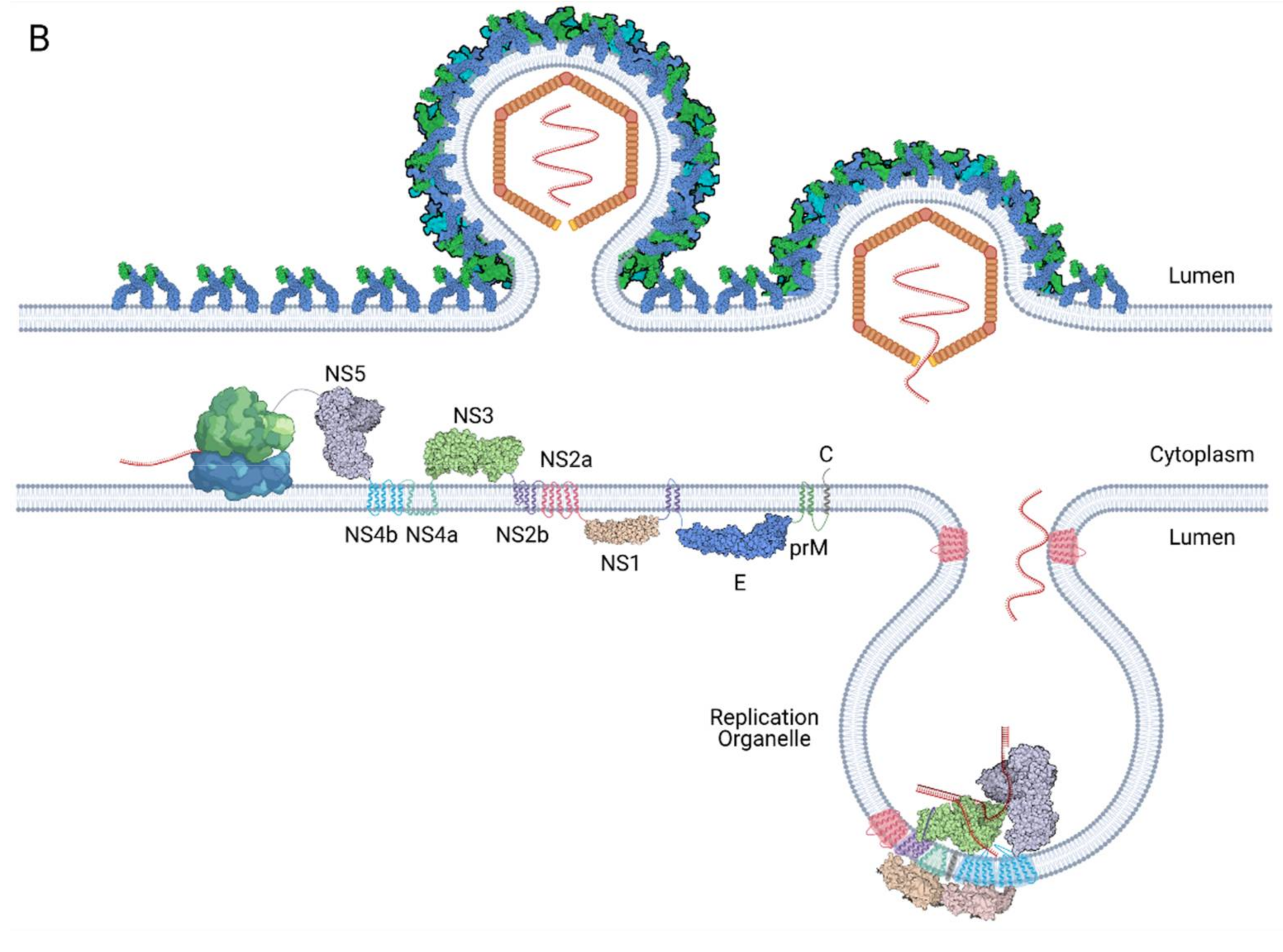 Viruses 13 00956 g001b Viruses 13 00956 g001b