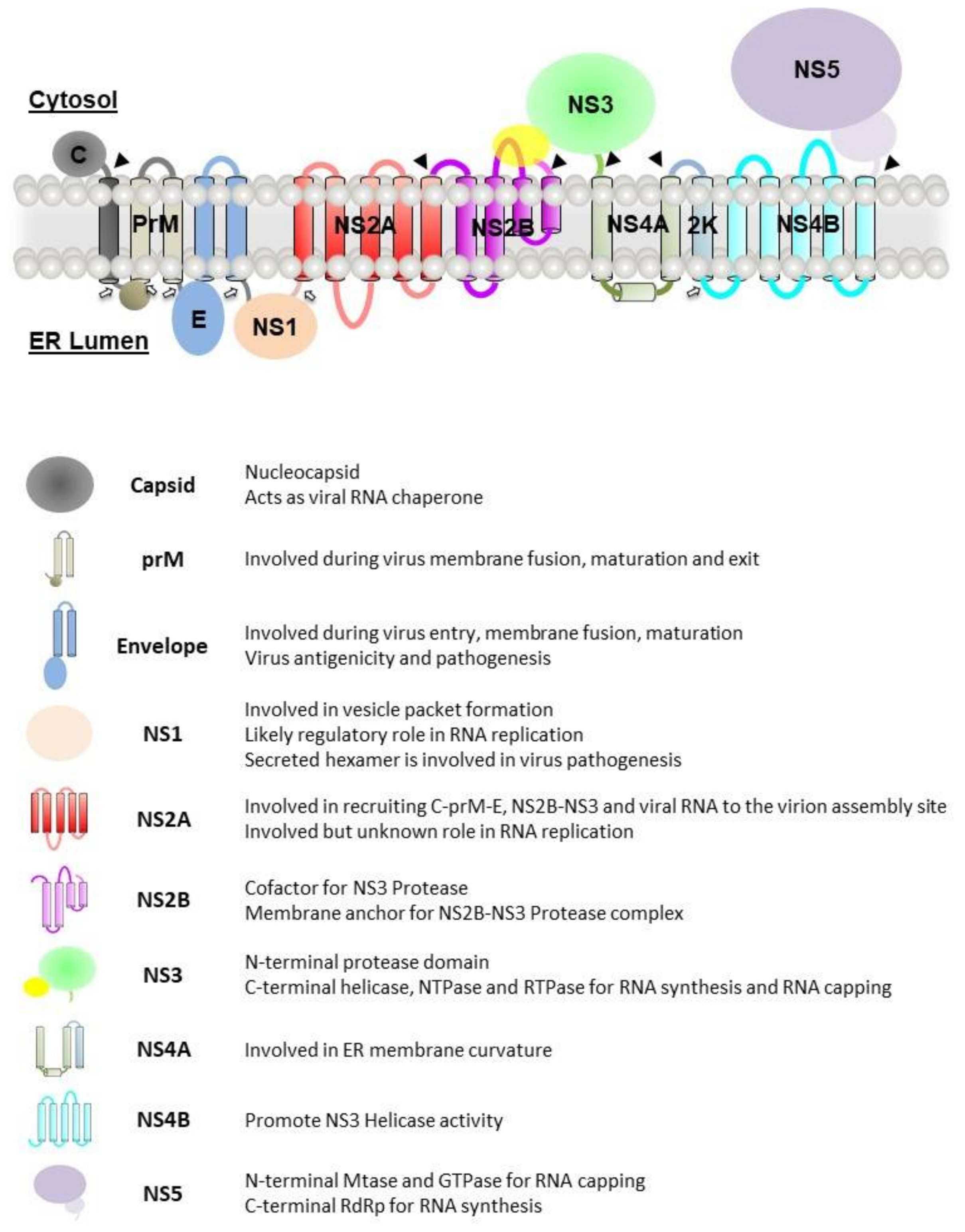 Viruses 13 00956 g003 Viruses 13 00956 g003