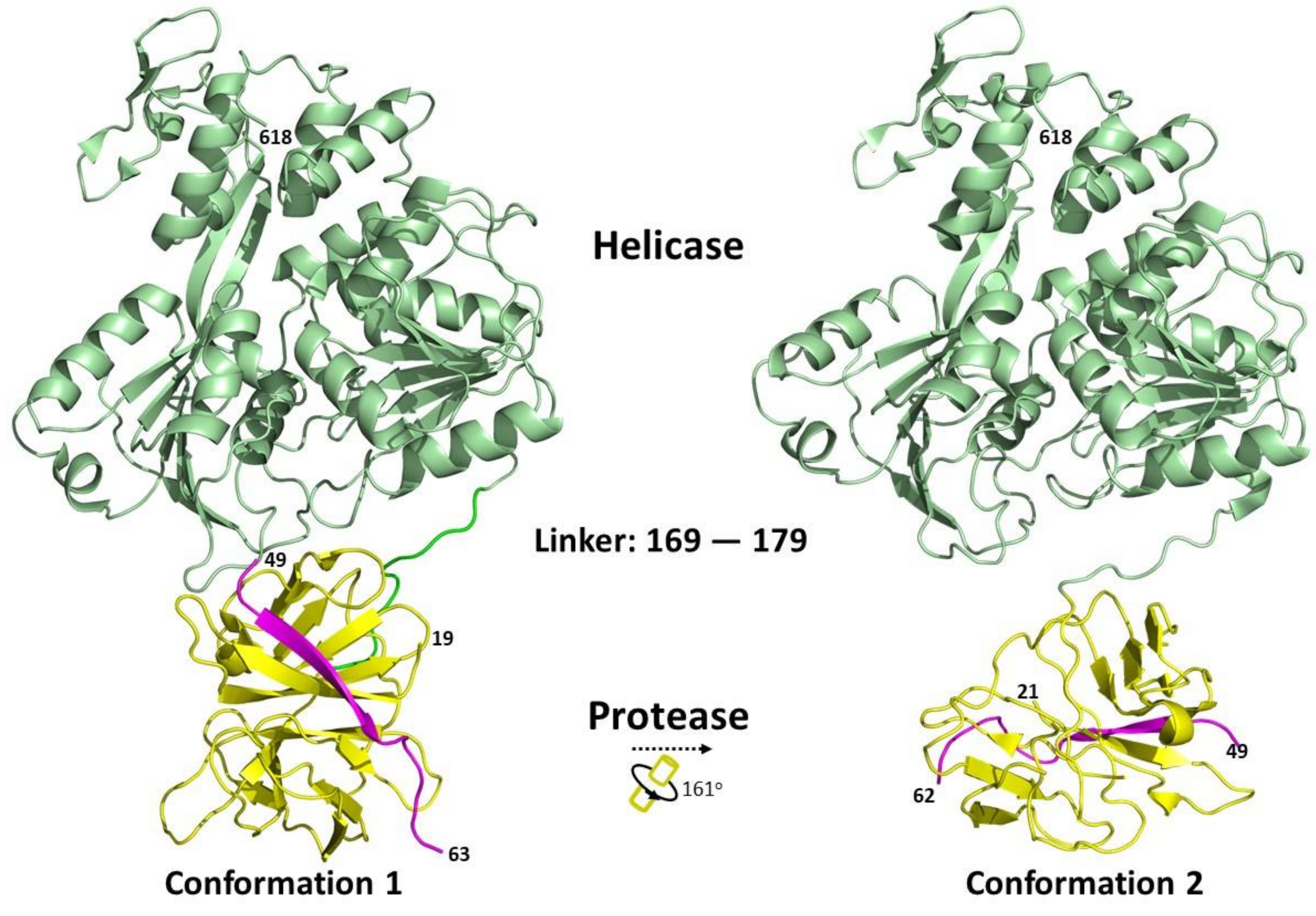 Viruses 13 00956 g004 Viruses 13 00956 g004