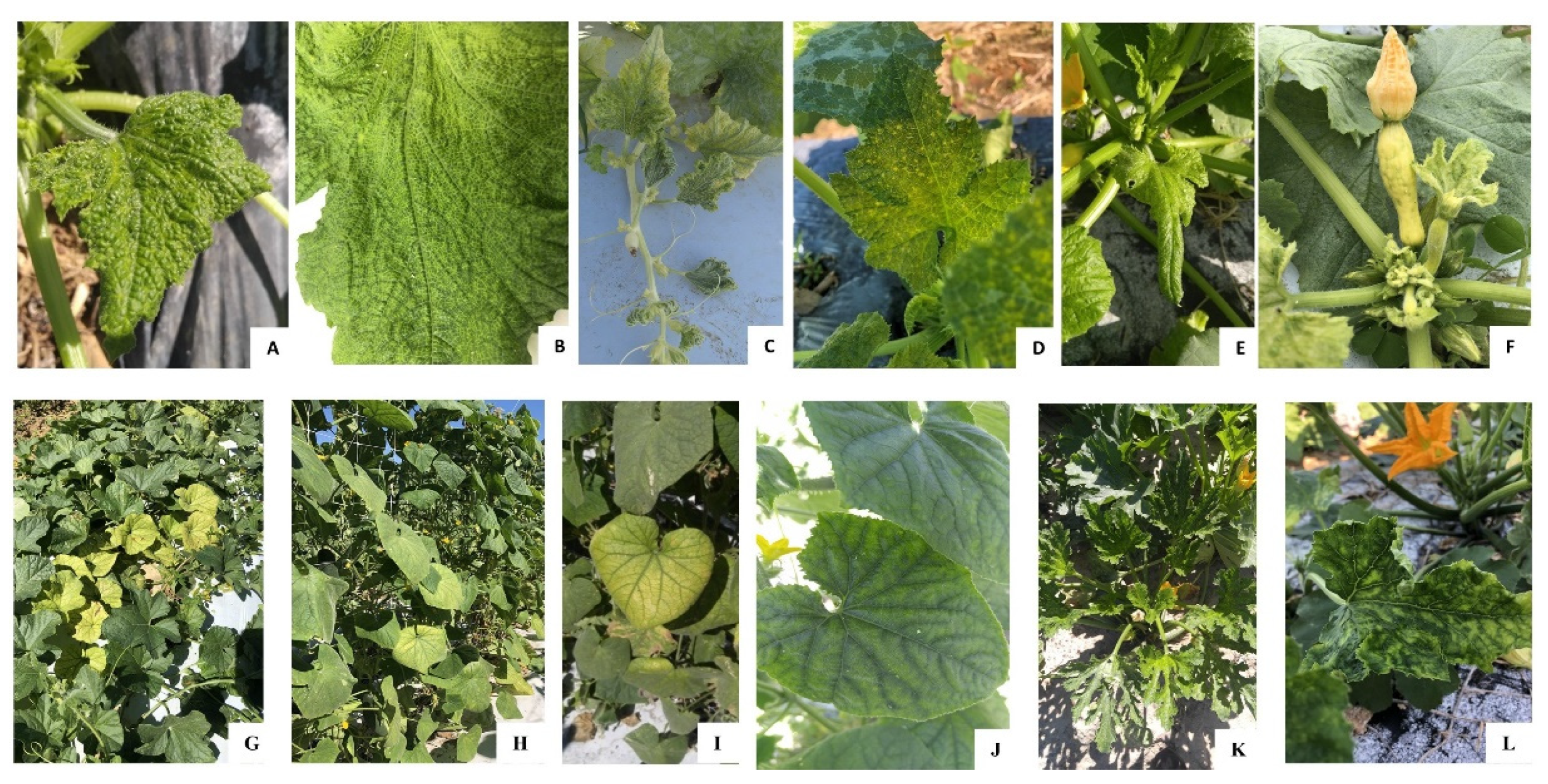 Viruses | Free Full-Text | High Throughput Sequencing-Aided Survey Reveals  Widespread Mixed Infections of Whitefly-Transmitted Viruses in Cucurbits in  Georgia, USA