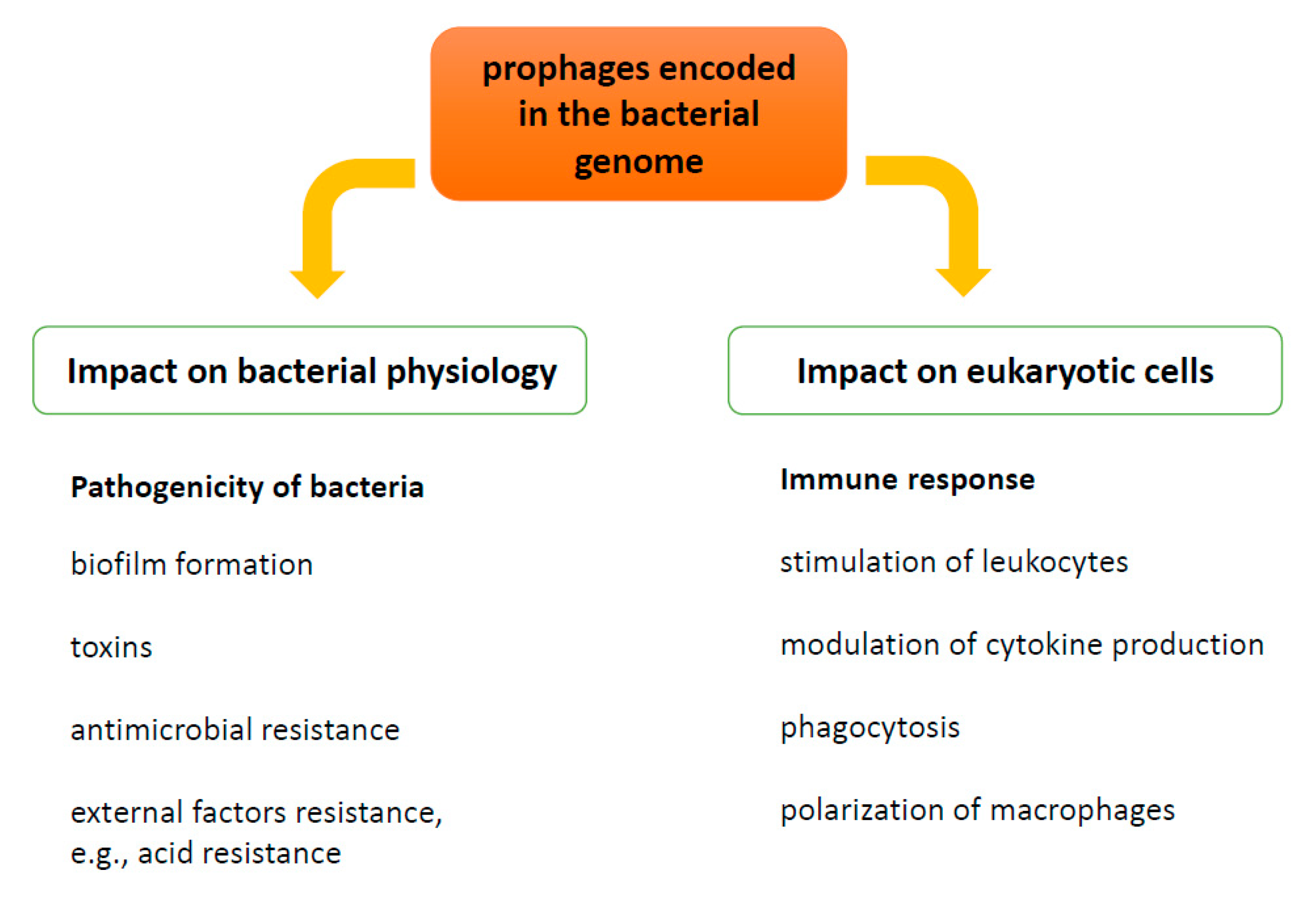 Viruses | Free Full-Text | Temperate Bacteriophages—The Powerful Indirect  Modulators of Eukaryotic Cells and Immune Functions
