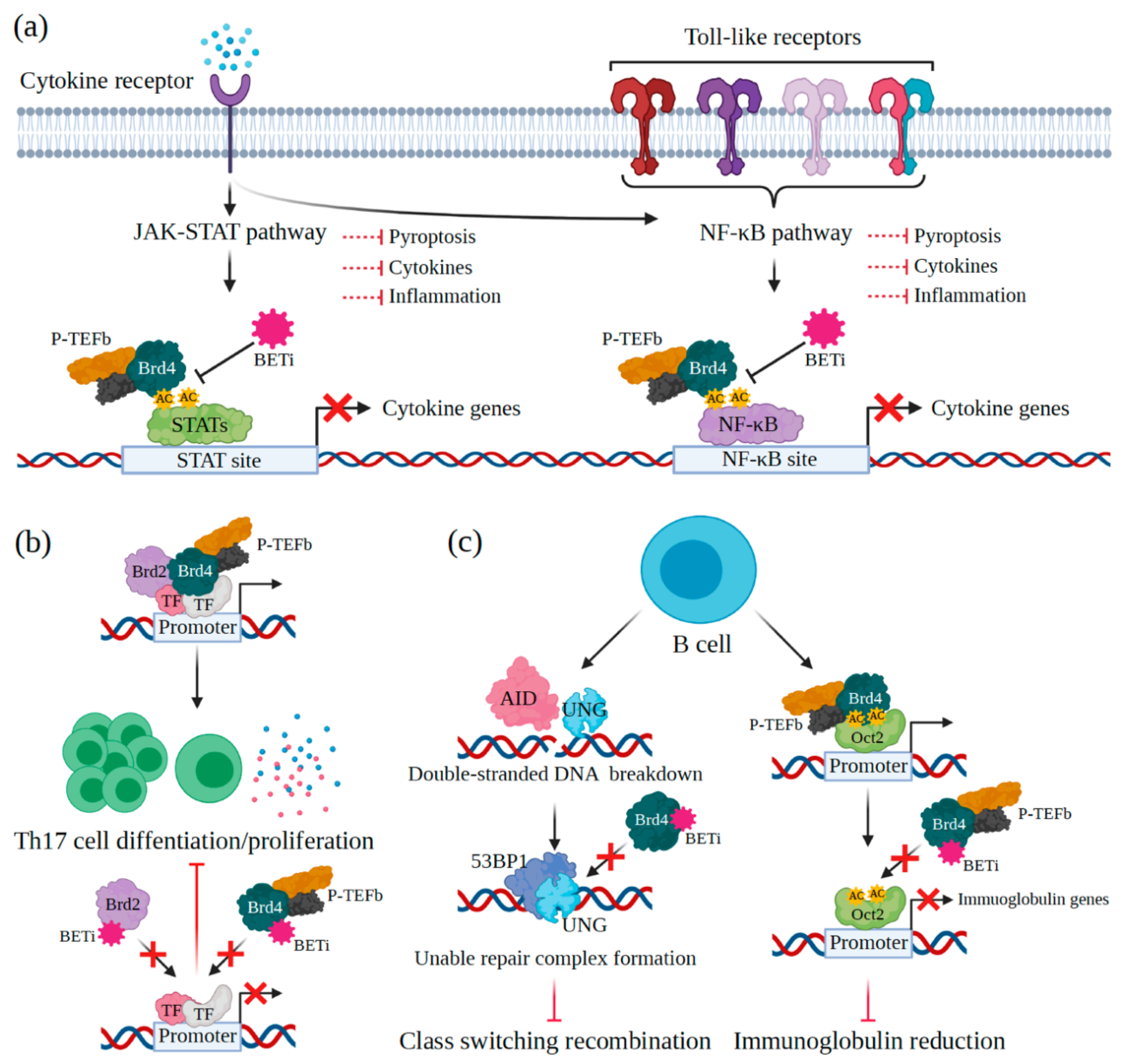 Viruses | Free Full-Text | Are BET Inhibitors Yet Promising Latency ...