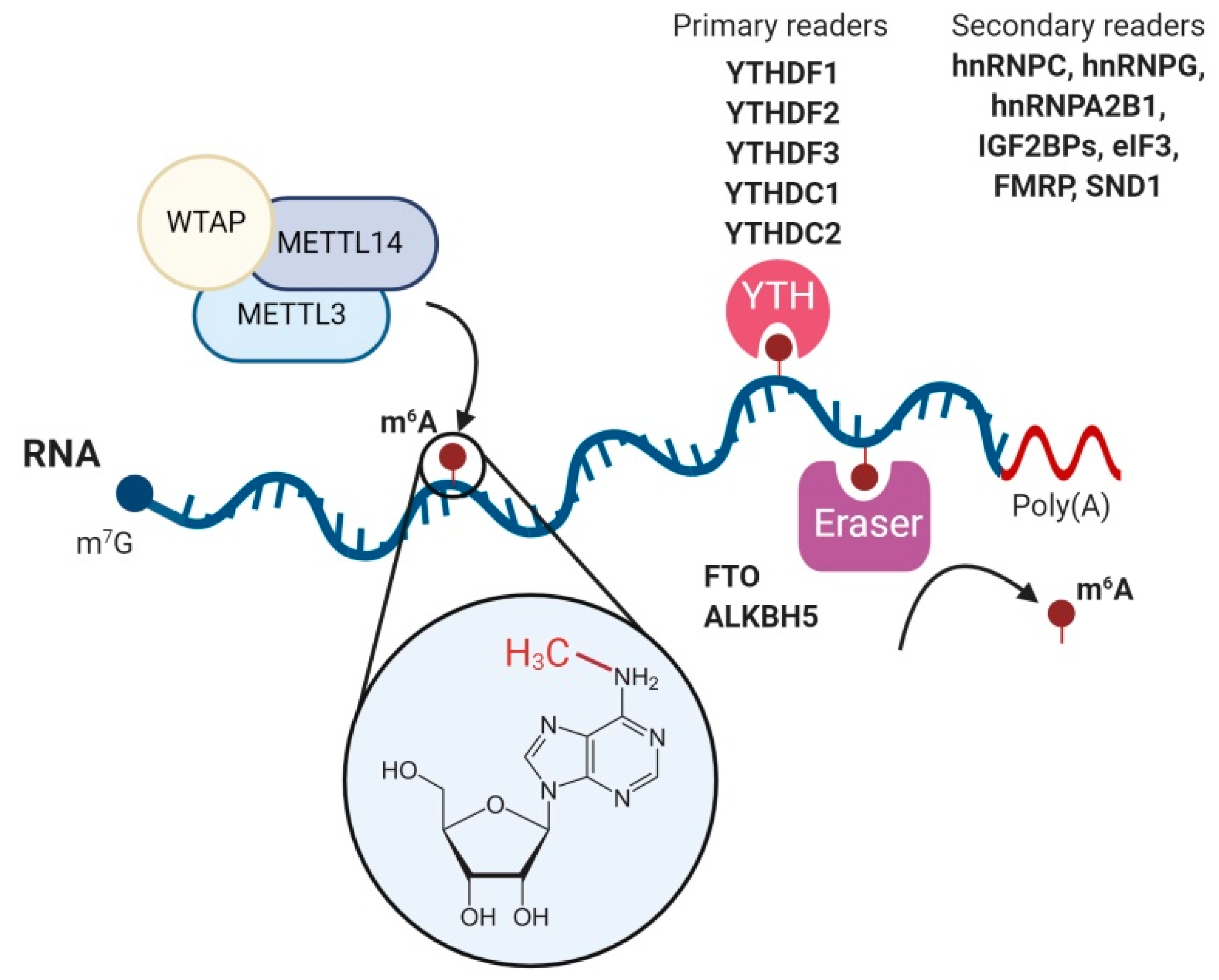 Viruses Free Full Text From A To M6a The Emerging Viral Epitranscriptome Html