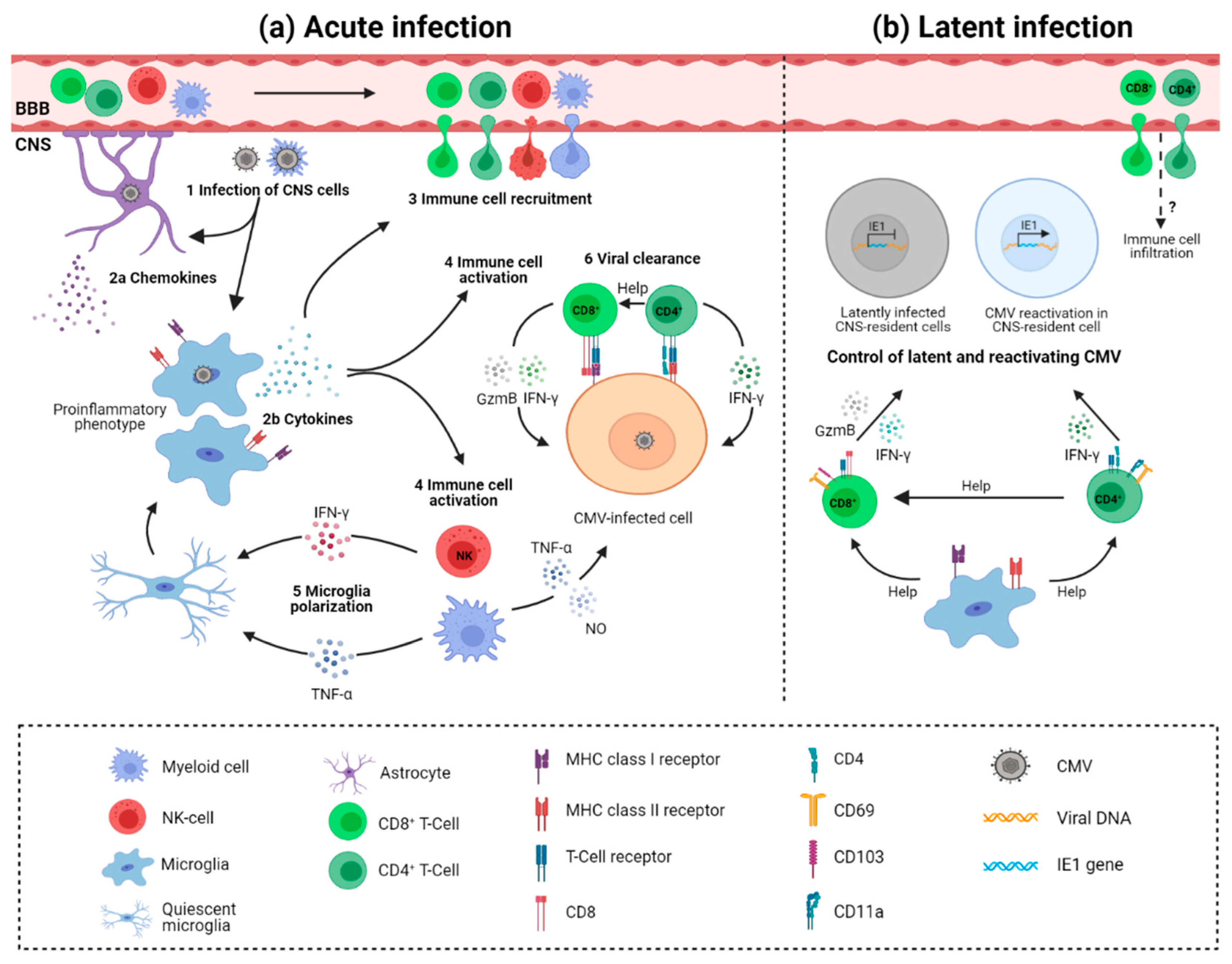 Viruses | Free Full-Text | Cytomegalovirus Infection and Inflammation ...