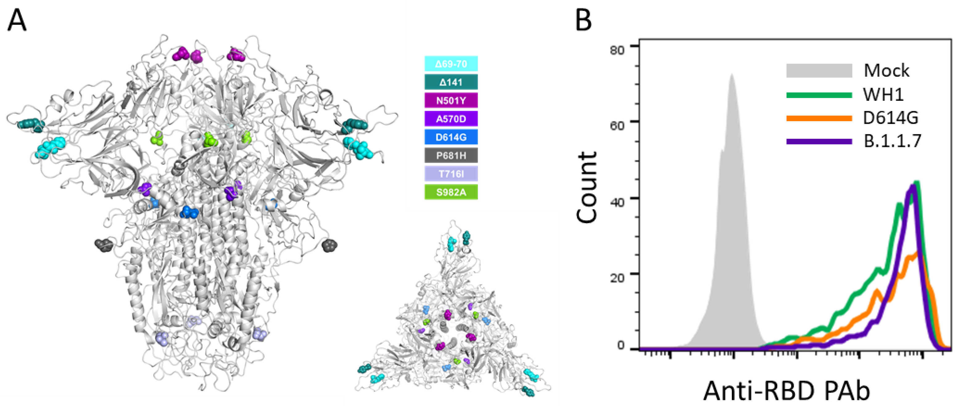 Viruses 13 01135 g001 Viruses 13 01135 g001
