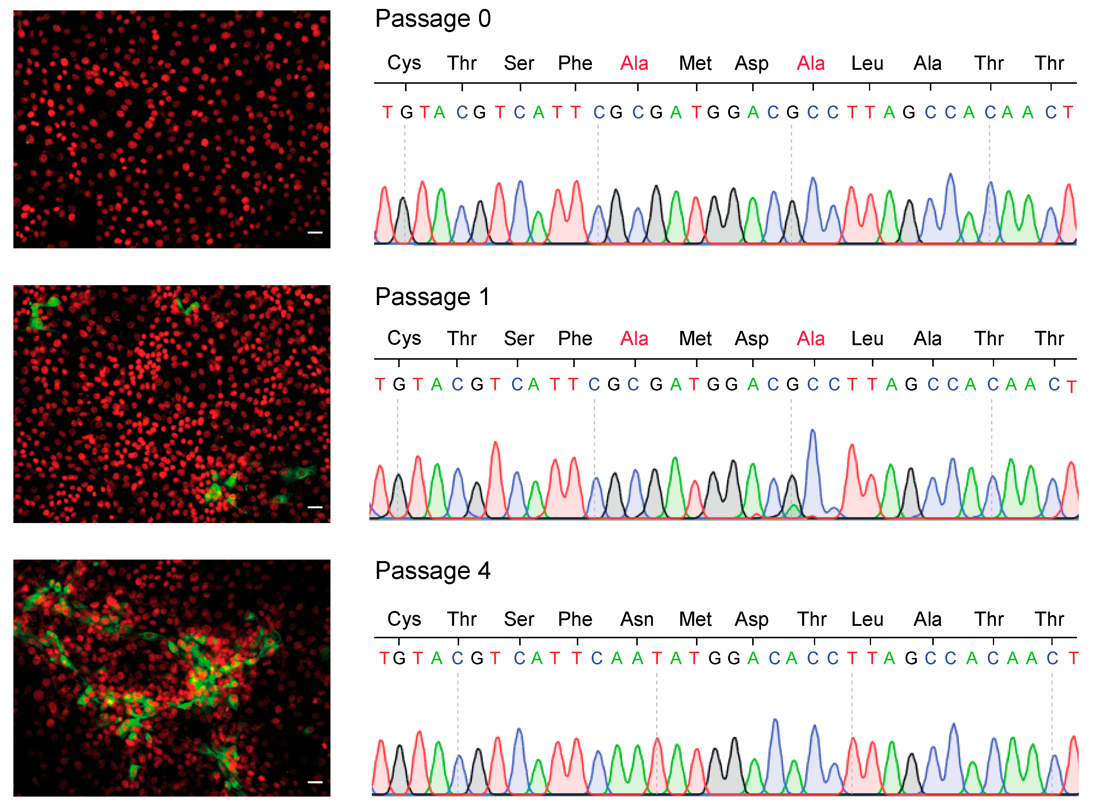 Viruses 13 01157 g005