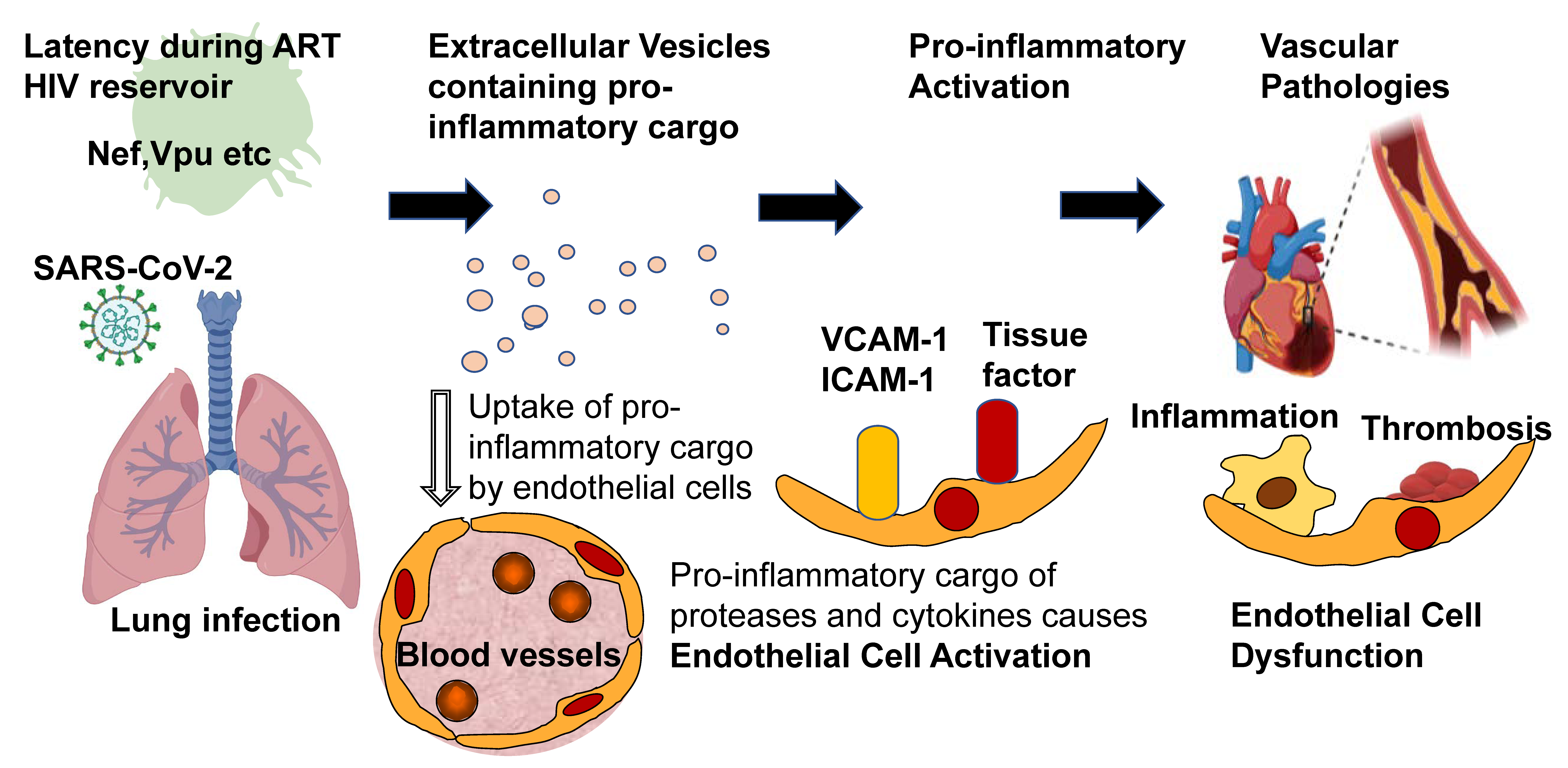 Viruses 13 01168 g001 Viruses 13 01168 g001