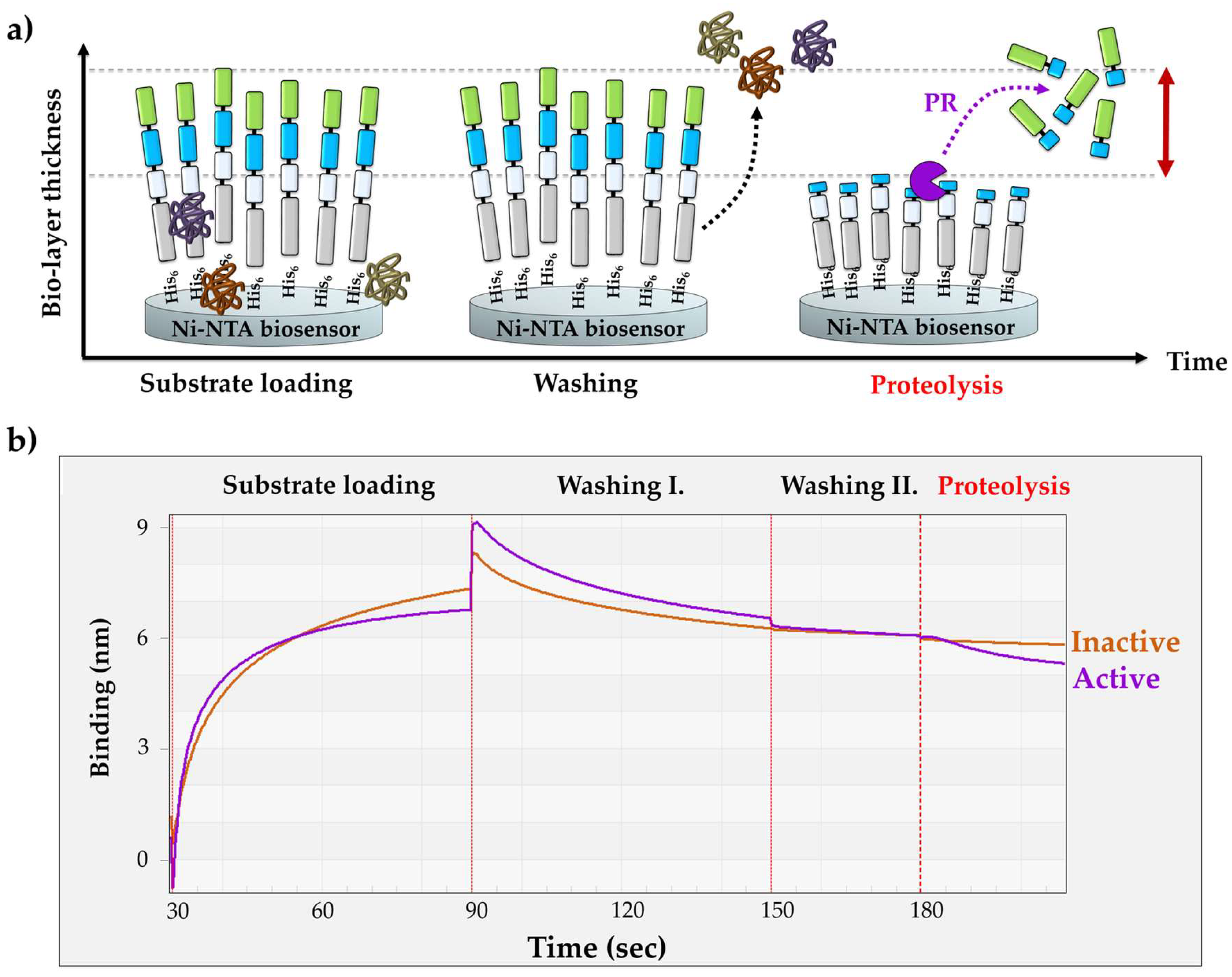 Viruses 13 01183 g002
