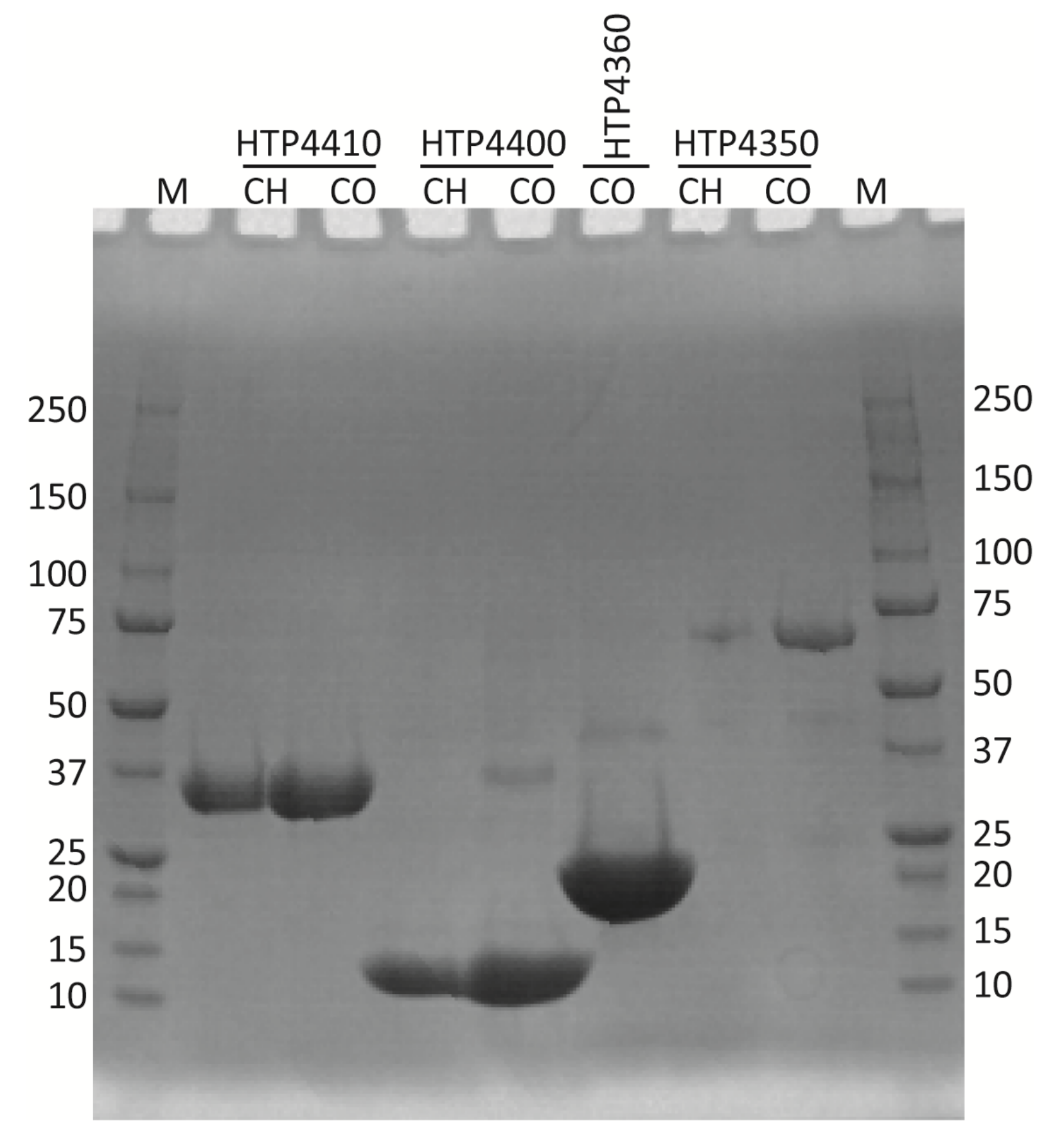 Viruses 13 01215 g005