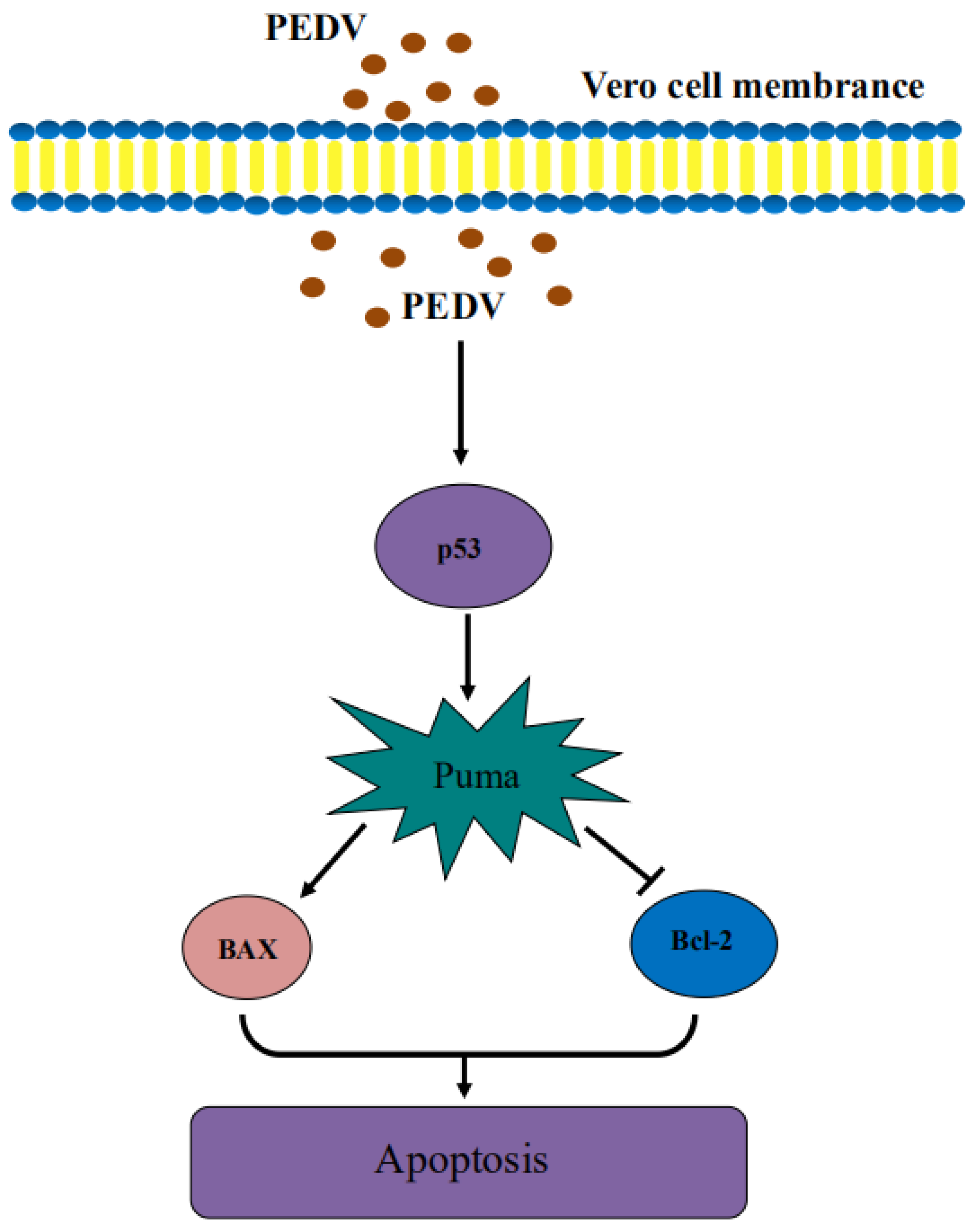 Viruses | Free Full-Text | Porcine Epidemic Diarrhea Virus Induces Vero  Cell Apoptosis via the p53-PUMA Signaling Pathway