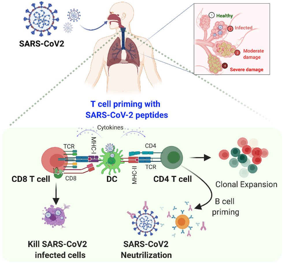 Toward Nanotechnology-Enabled Approaches against the COVID-19