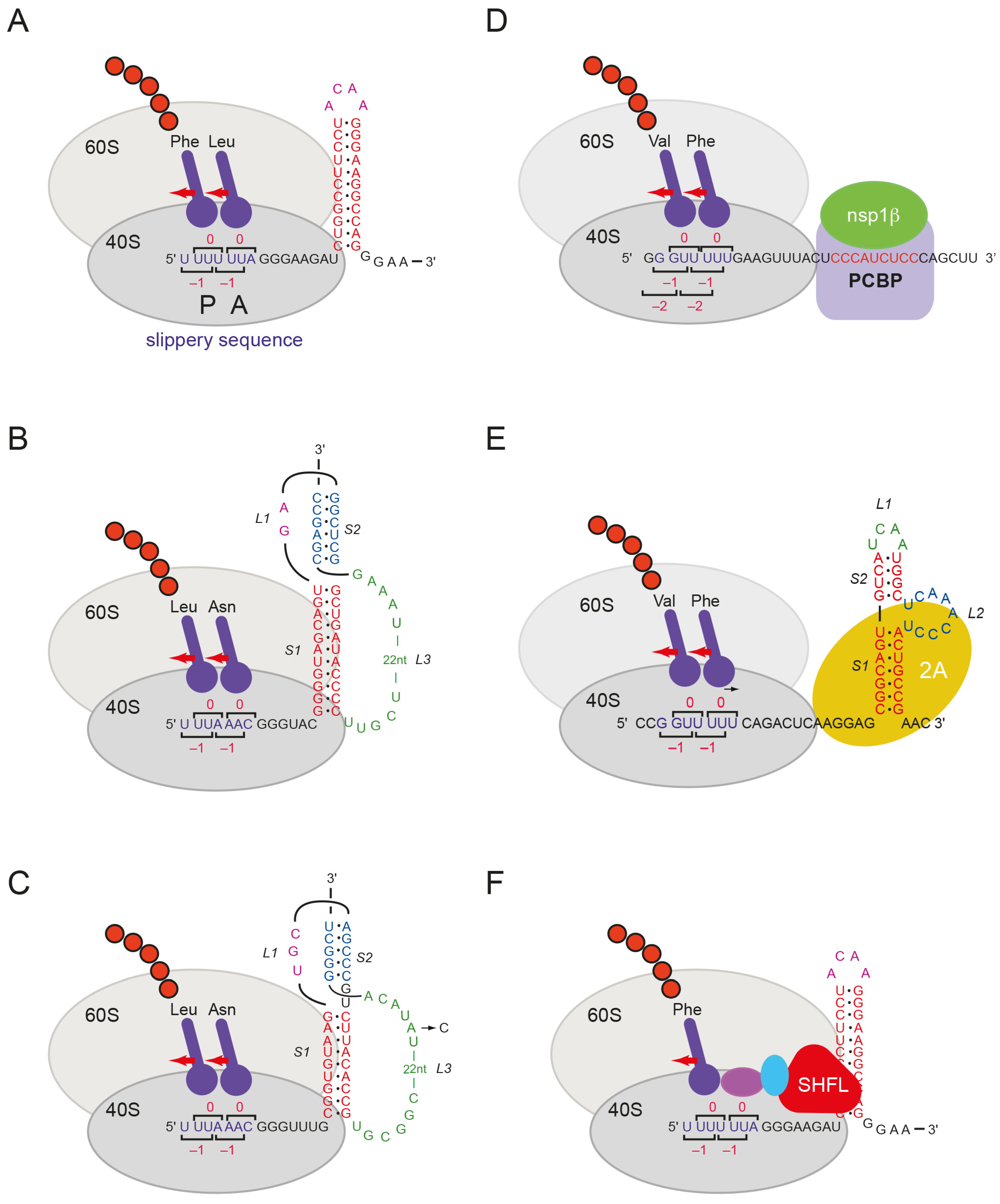 Viruses | Free Full-Text | Modulation of Viral Programmed Ribosomal  Frameshifting and Stop Codon Readthrough by the Host Restriction Factor  Shiftless