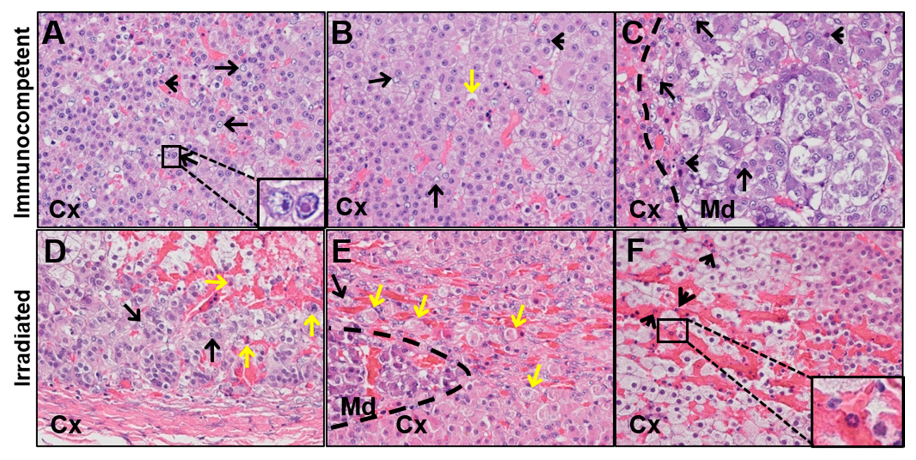 Viruses 13 01245 g002