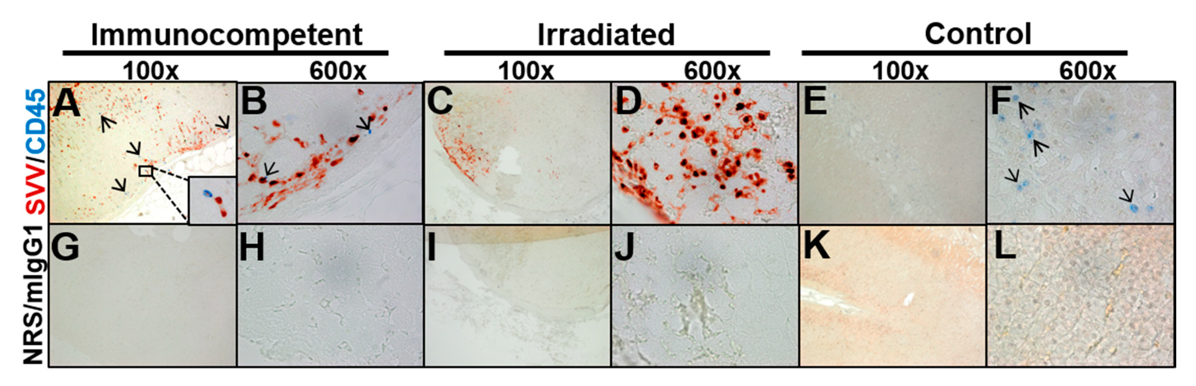 Viruses 13 01245 g003