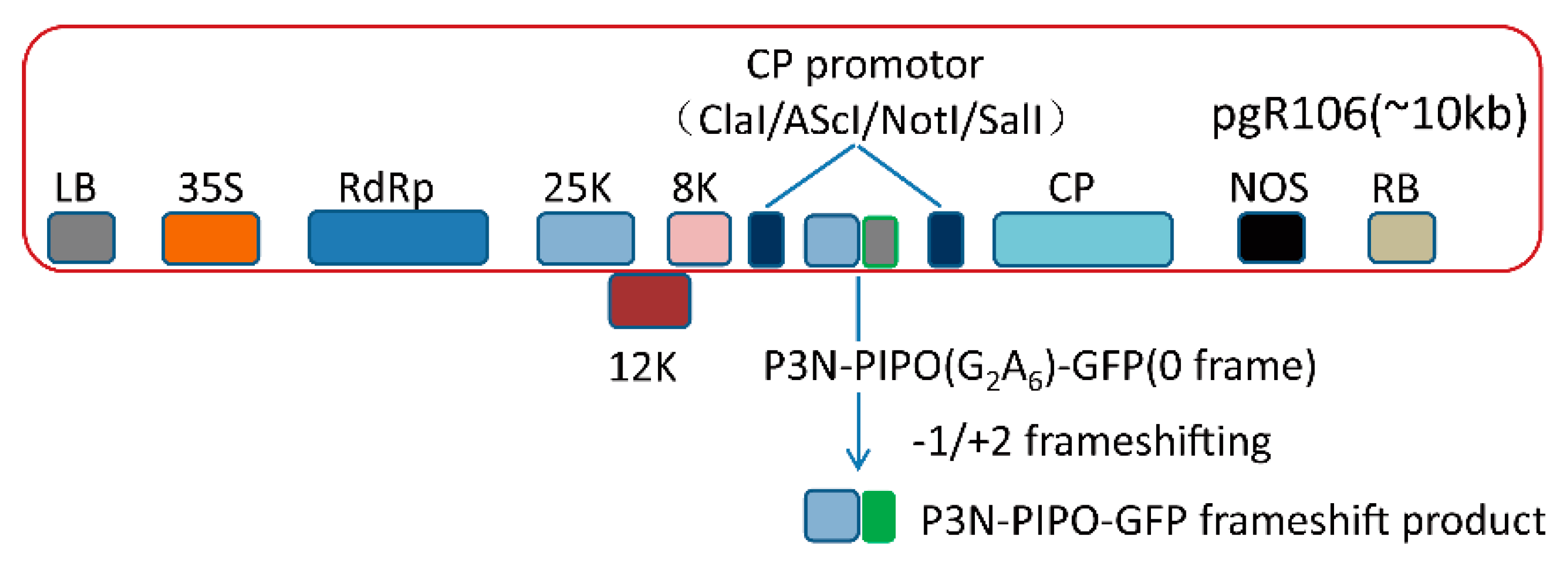 Viruses Free Full Text Integrated Proteomics And Transcriptomics Analyses Reveal The Transcriptional Slippage Of A Bymovirus P3n Pipo Gene Expressed From A Pvx Vector In Nicotiana Benthamiana Html