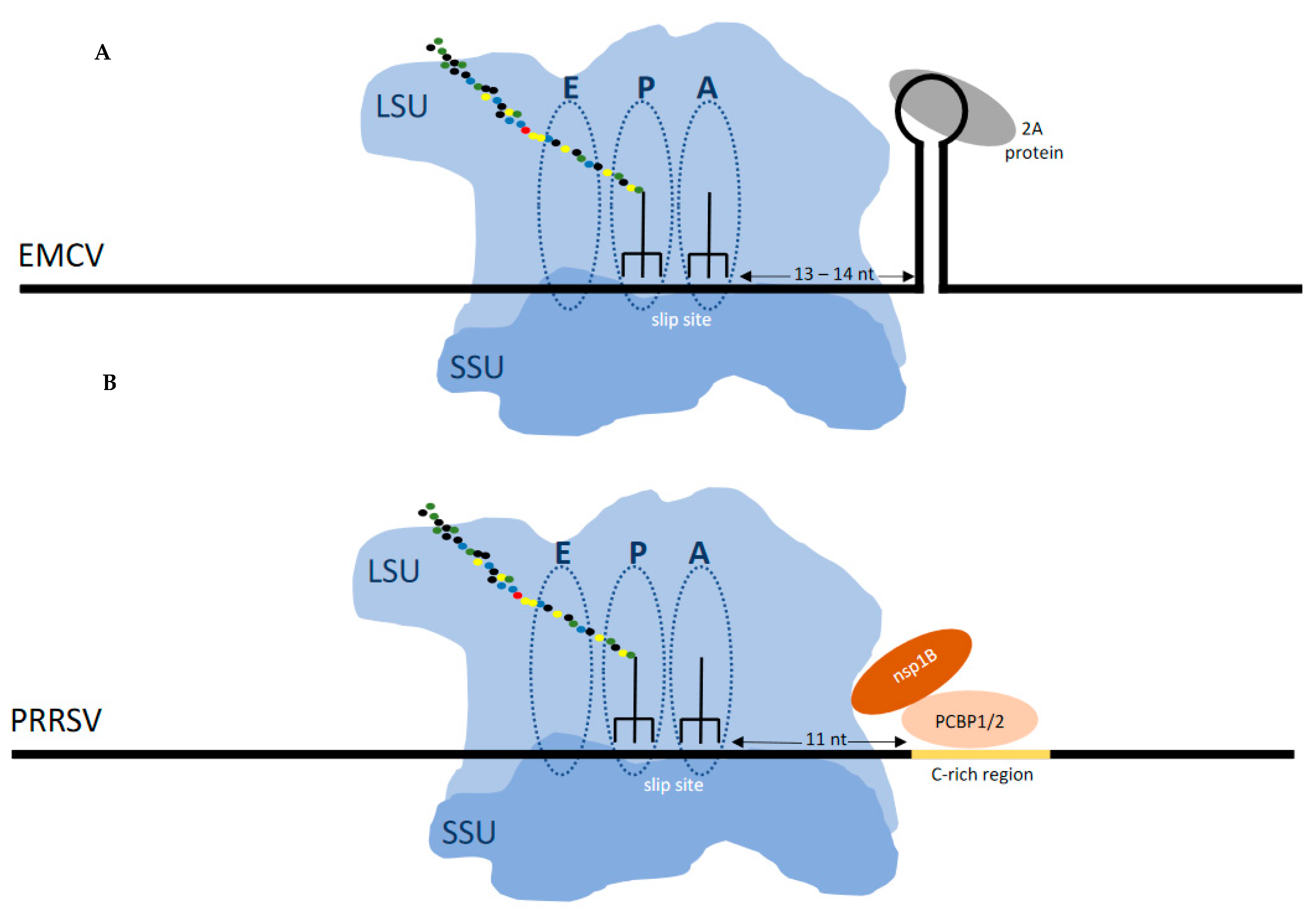 Viruses Free Full Text From Recoding To Peptides For Mhc Class I Immune Display Enriching Viral Expression Virus Vulnerability And Virus Evasion Html