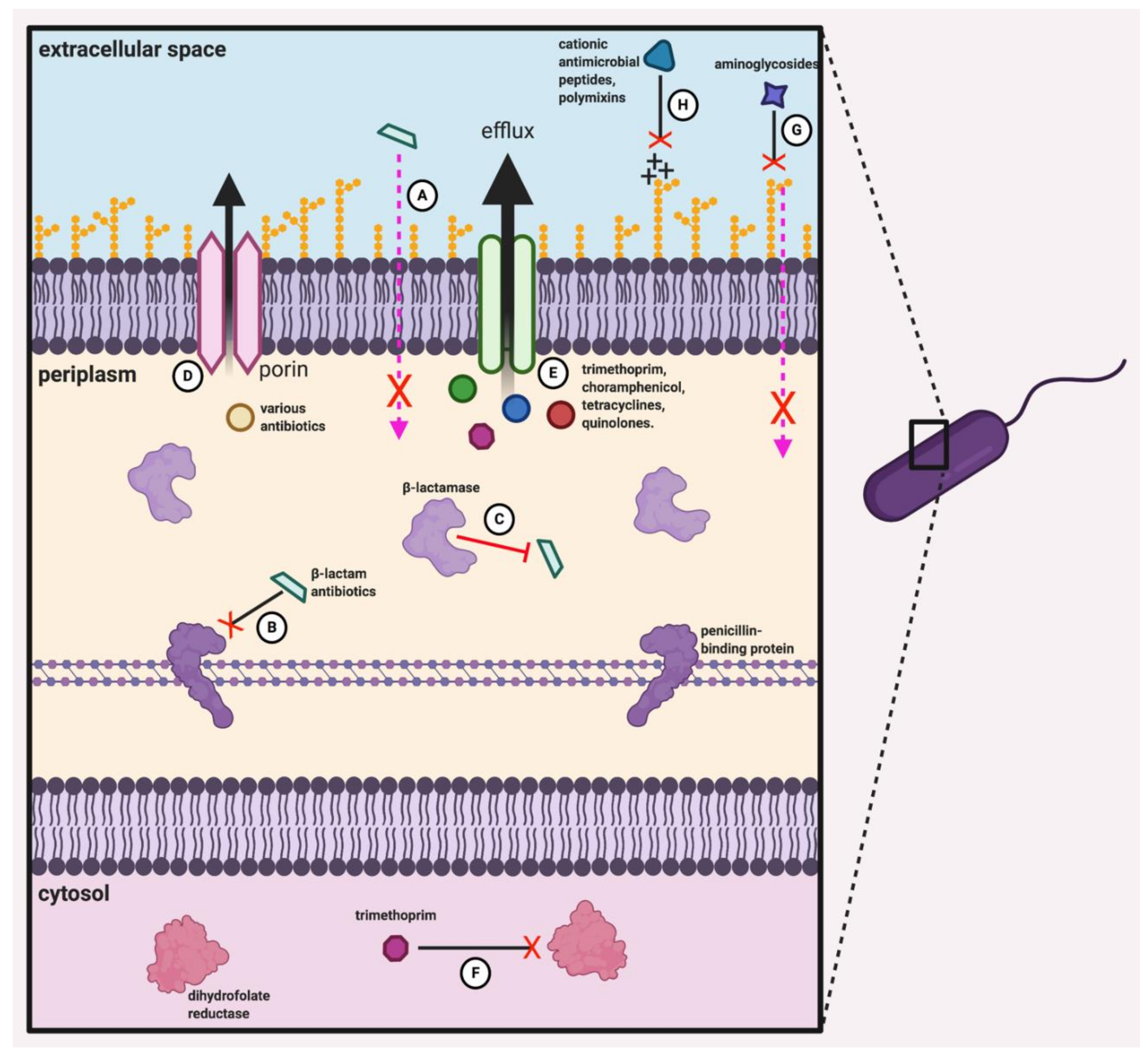 Viruses | Free Full-Text | Advances in Phage Therapy: Targeting the  Burkholderia cepacia Complex