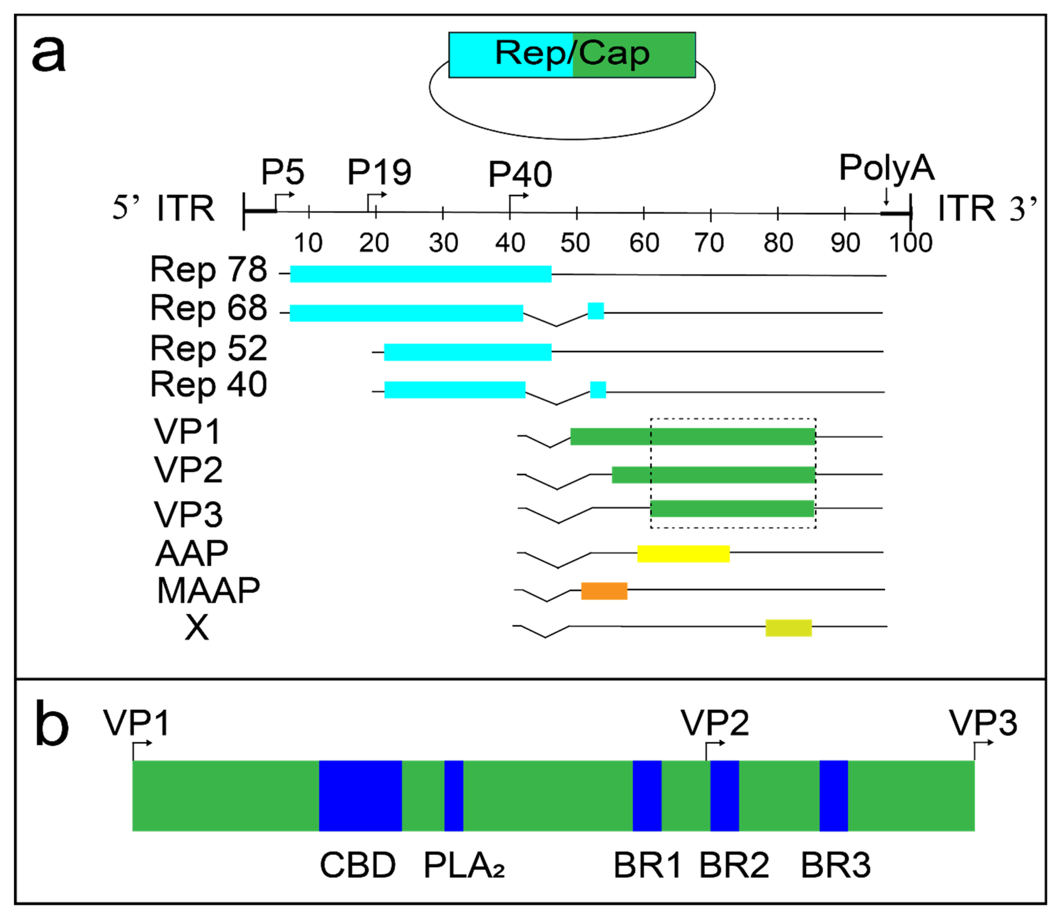 Viruses | Free Full-Text | Adeno-Associated Virus (AAV) Gene Delivery:  Dissecting Molecular Interactions upon Cell Entry | HTML